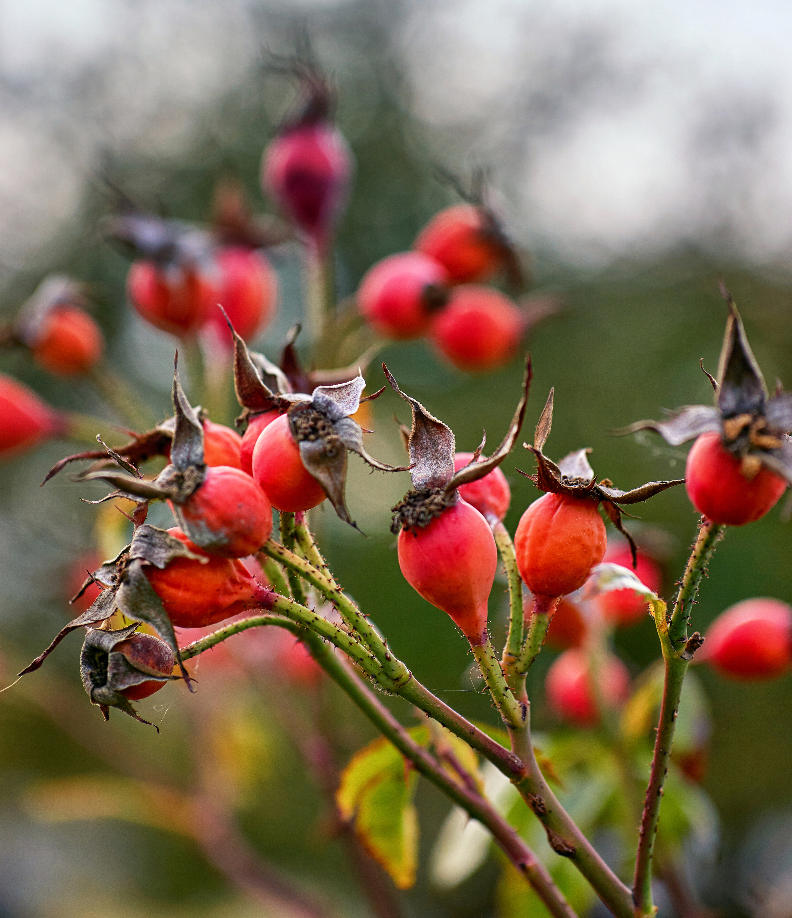 rosehips