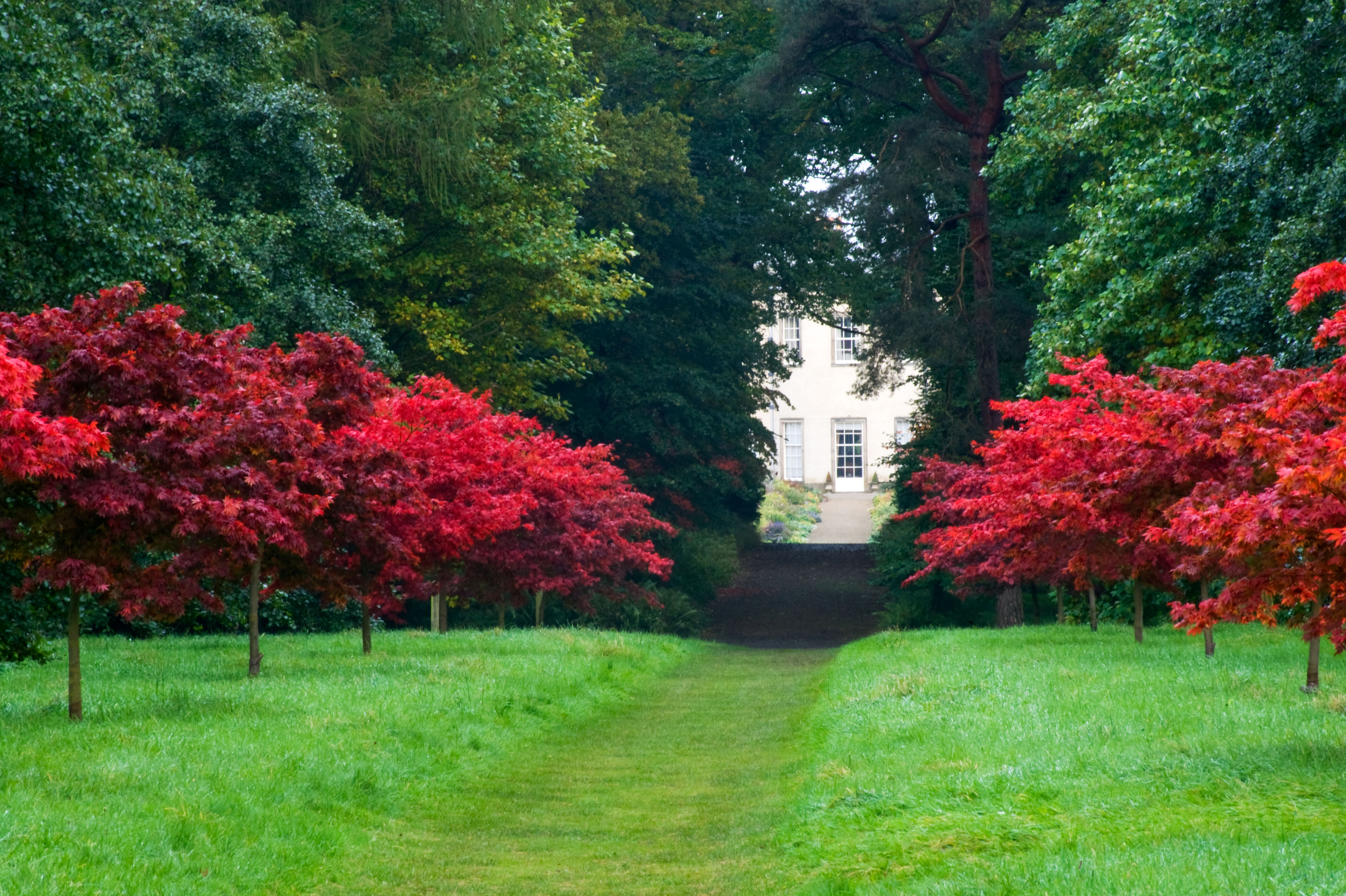 Brilliant acers in Main Avenue at Thorp Perrow (Marcus Harpur/Thorp Perrow/PA)