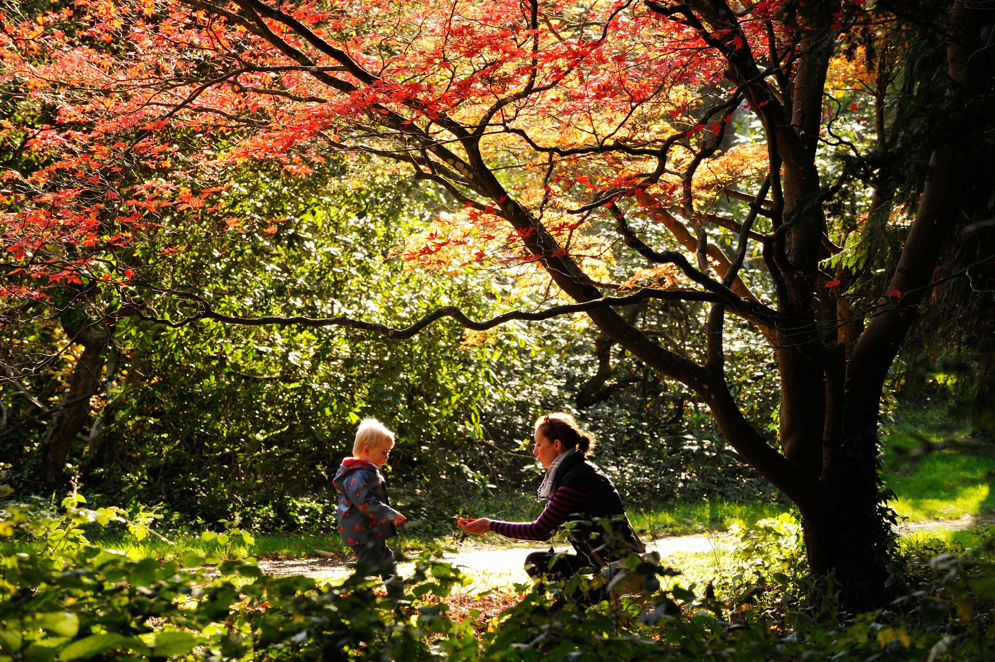 Enjoy the autumn leaves at Dyffryn Gardens (John Millar/National Trust Images/PA)
