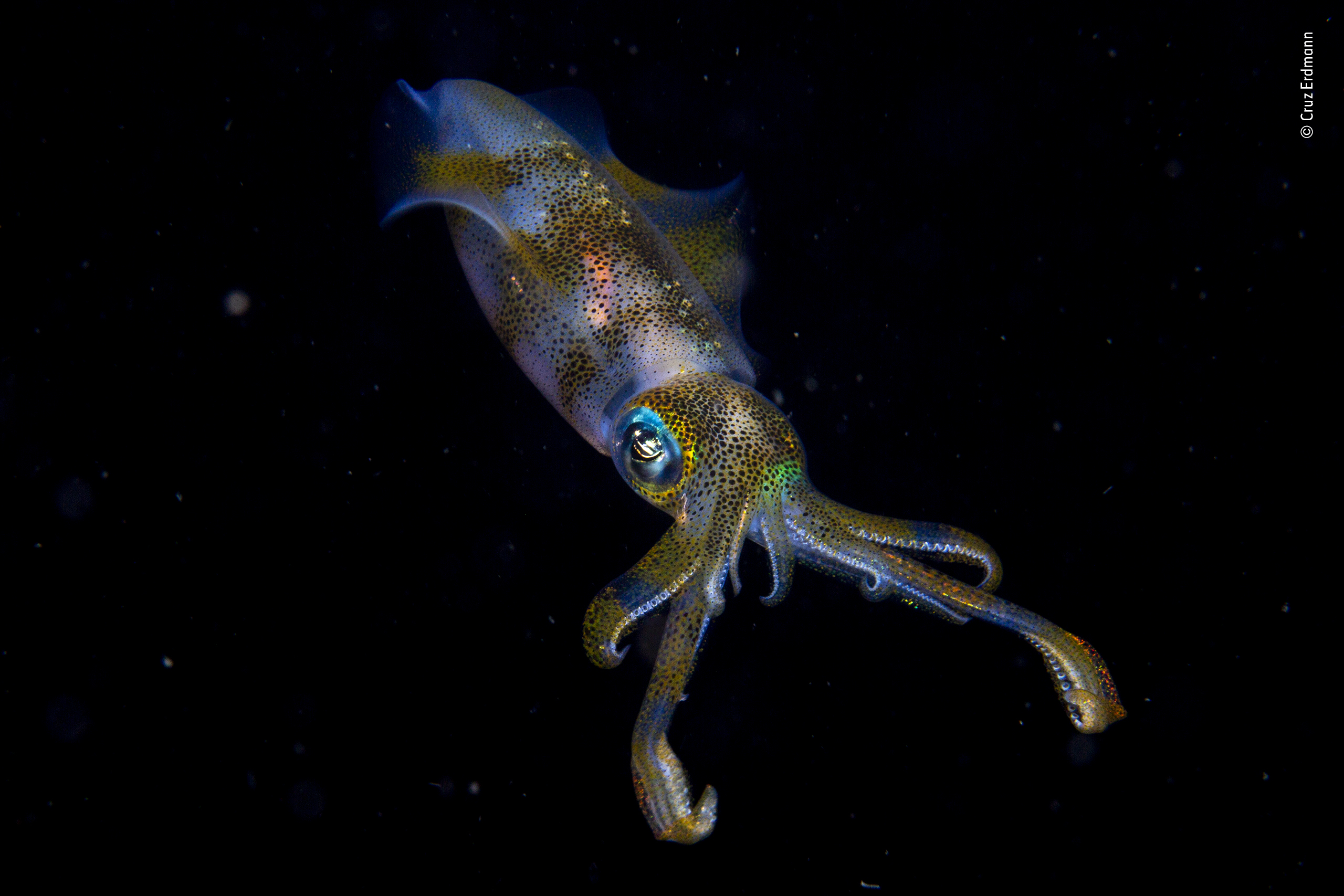 An image of a big fin reef squid at night won the Young Wildlife Photographer of the Year 2019 (Cruz Erdmann/PA)