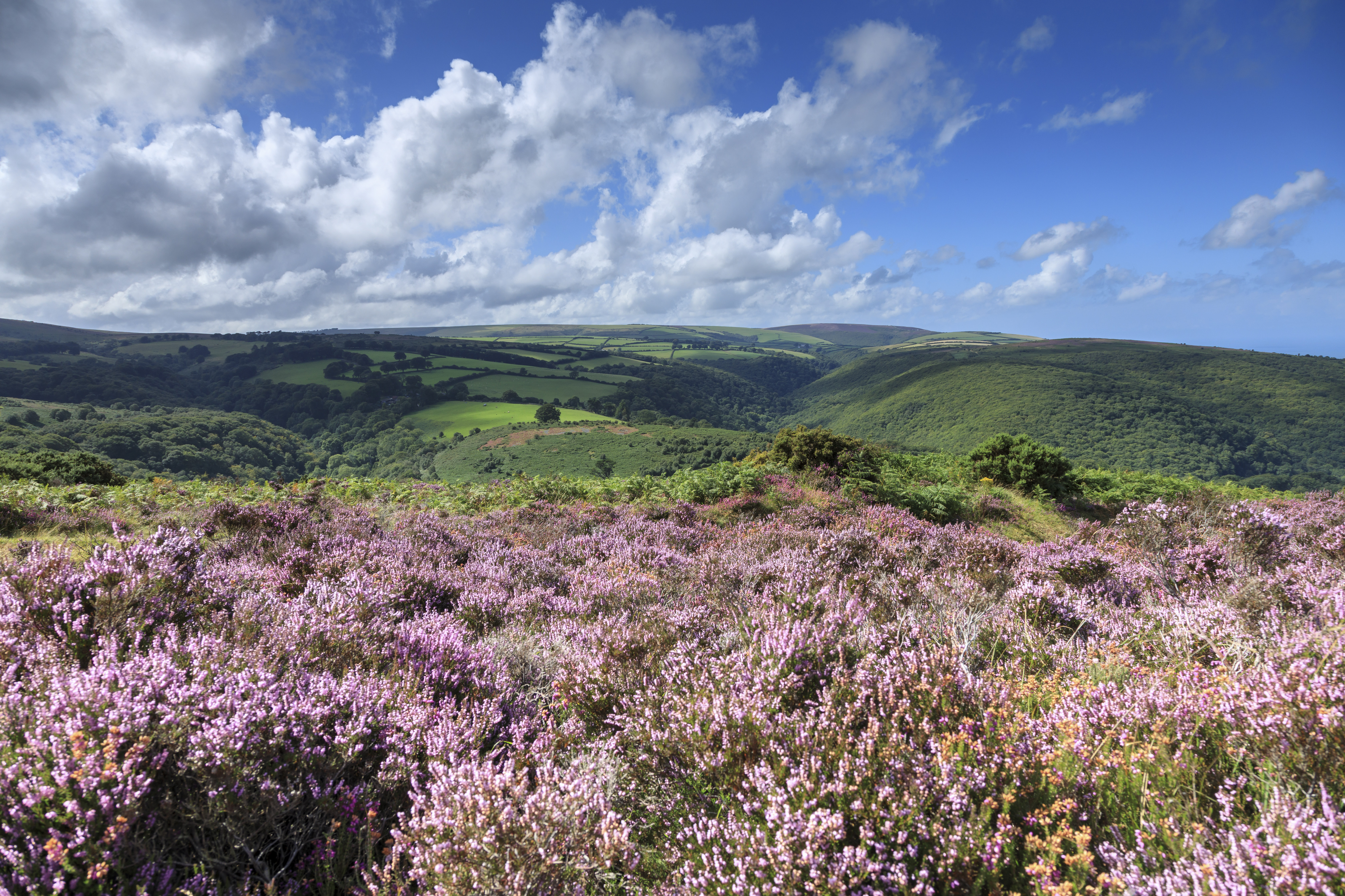 The scheme is taking place at the National Trust's Holnicote Estate, Somerset (John Miller/National Trust Images/PA)