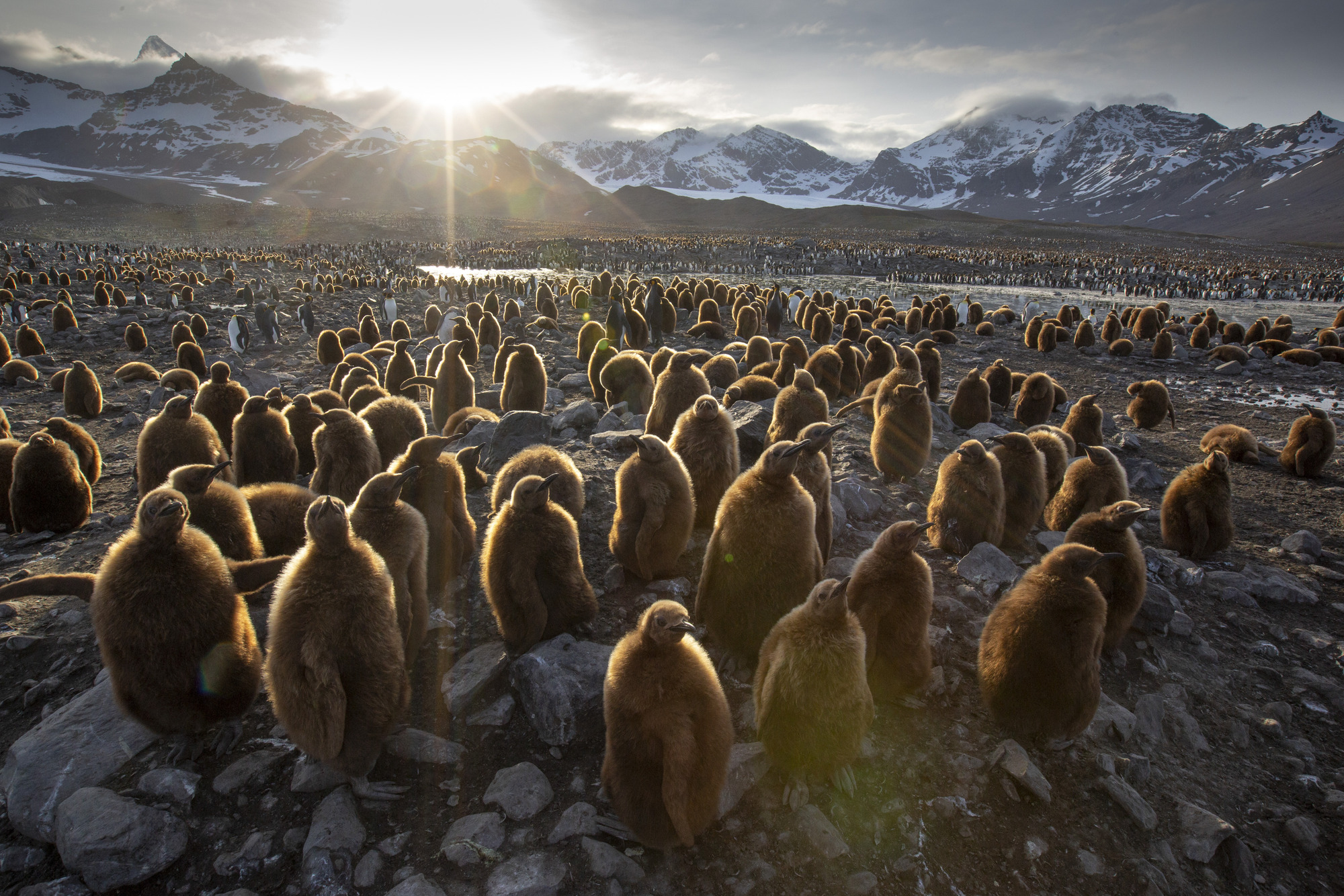 A colony of young penguin chicks wait for their parents to return with food in Seven Worlds, One Planet 