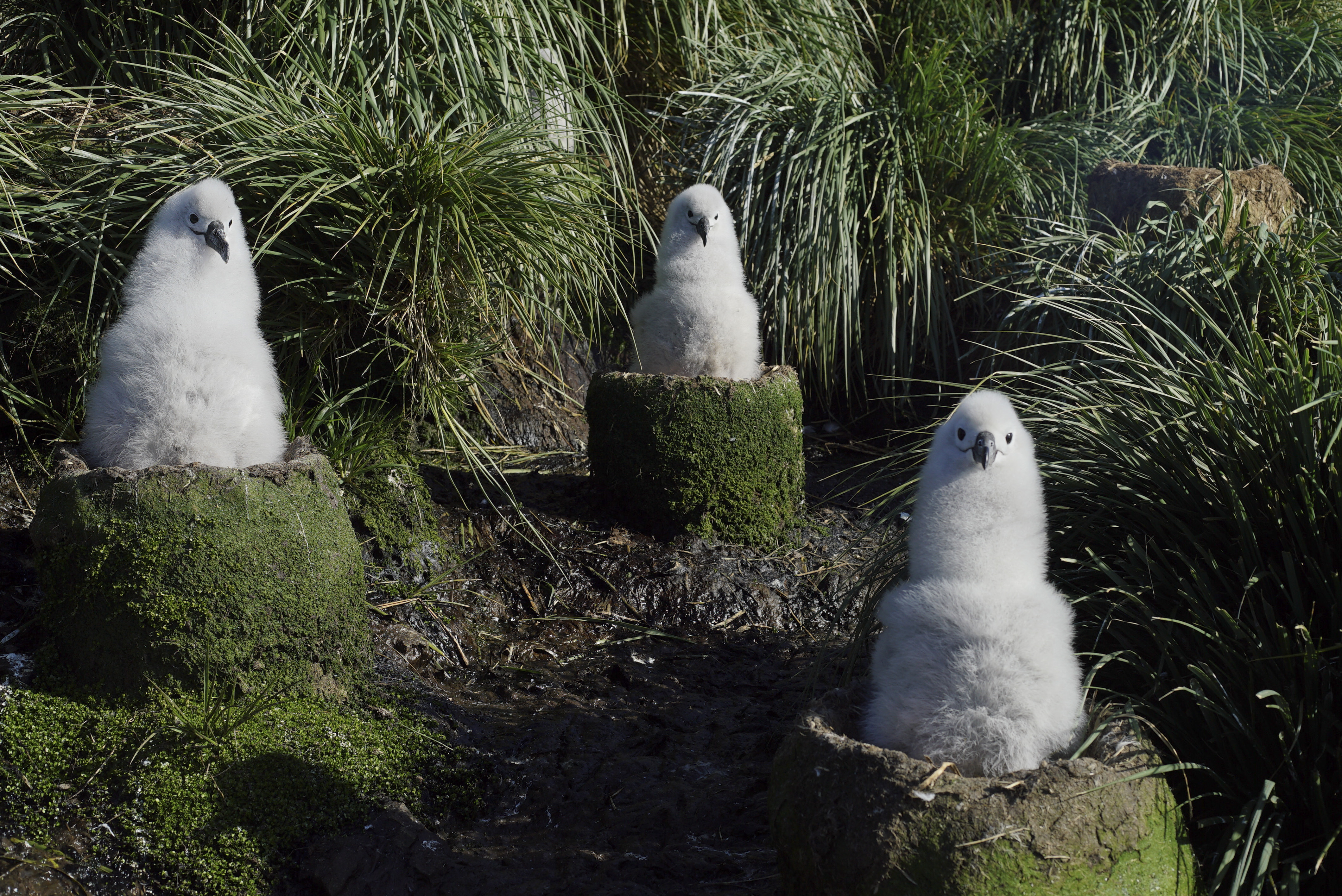 Grey headed albatross chicks sit on large nests built out of mud and tussock grass in Seven Worlds, One Planet 