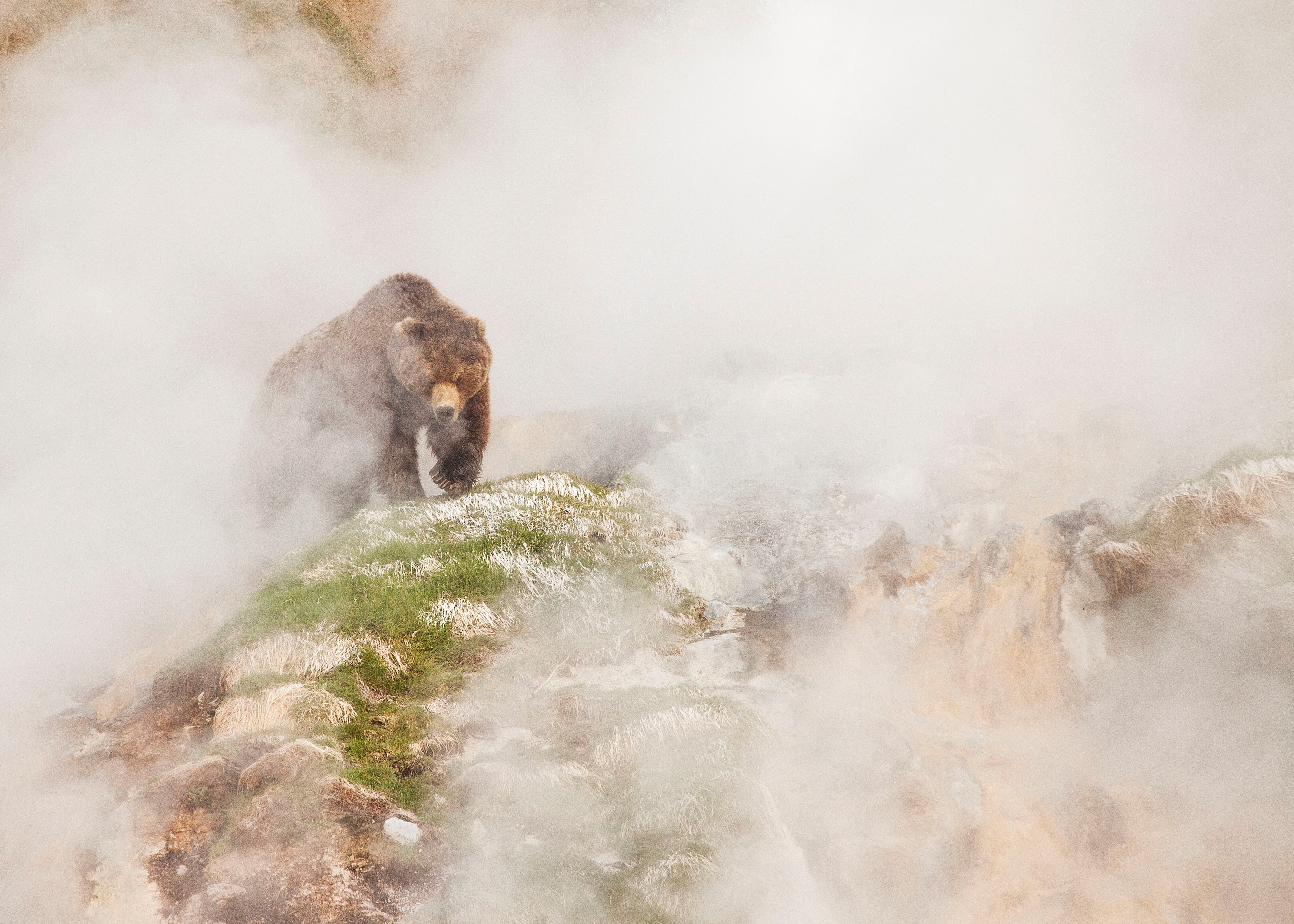 A brown bear seeking out fresh grass in Russia in Seven Worlds, One Planet 