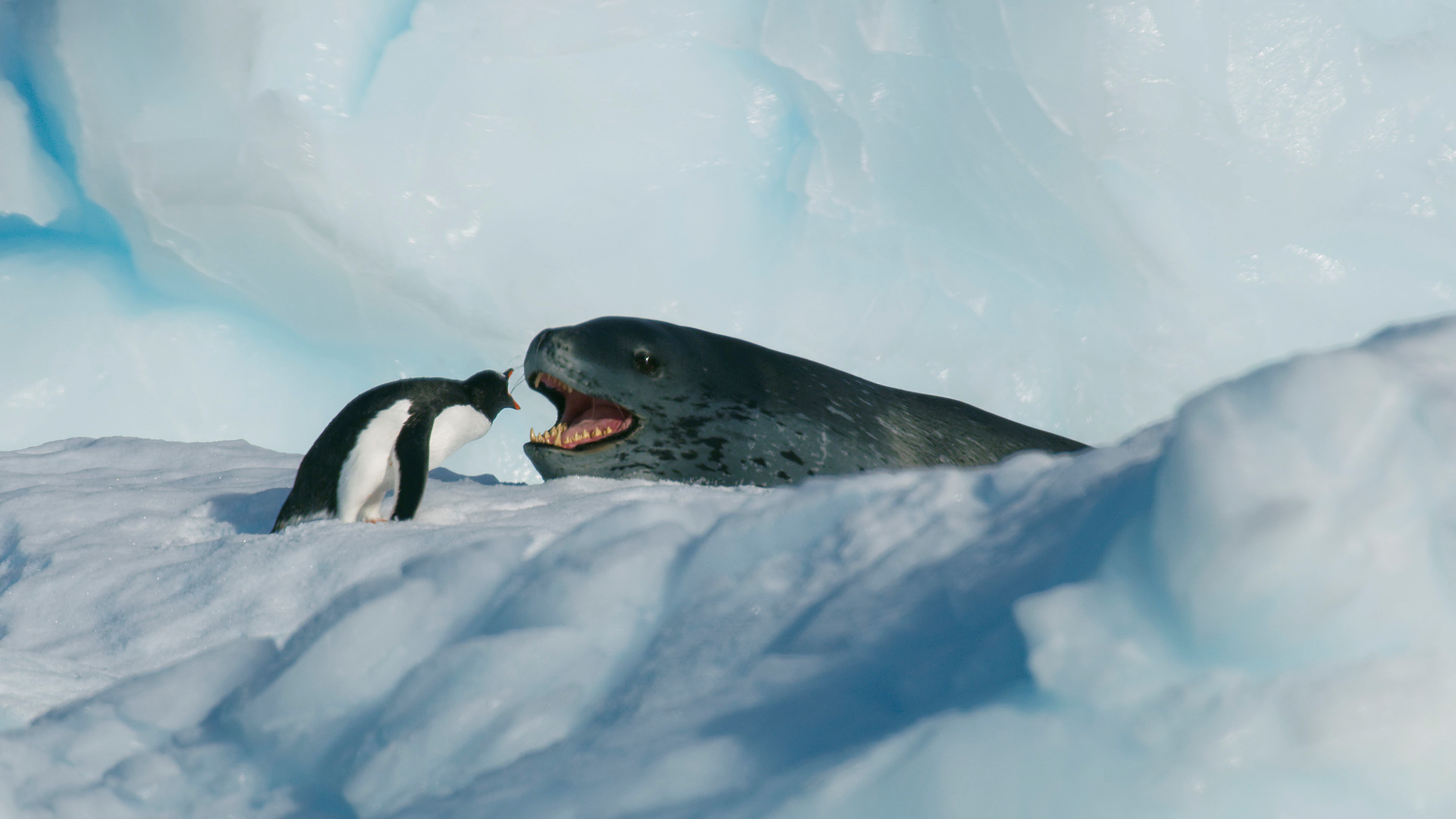 penguin natural predators