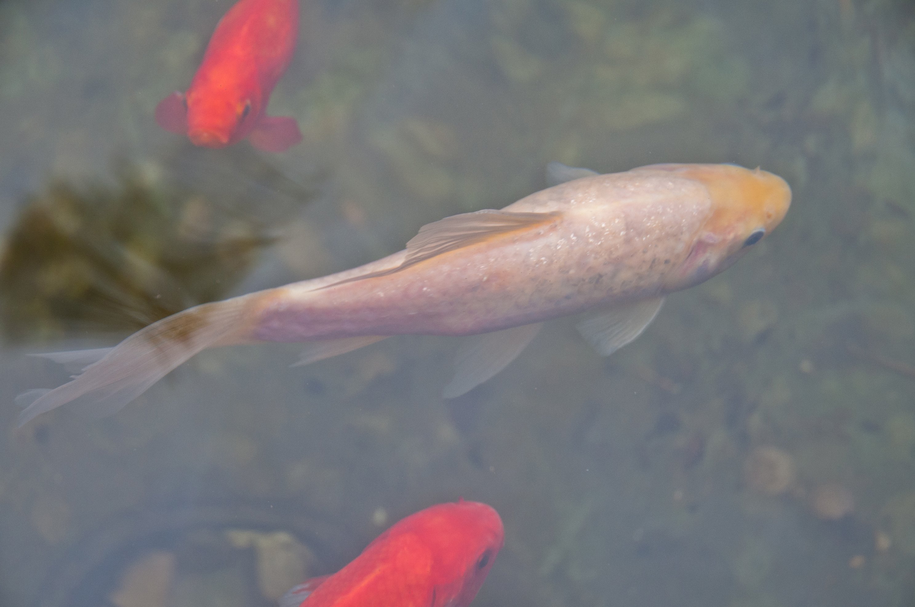 goldfish in a pond (iStock/PA)