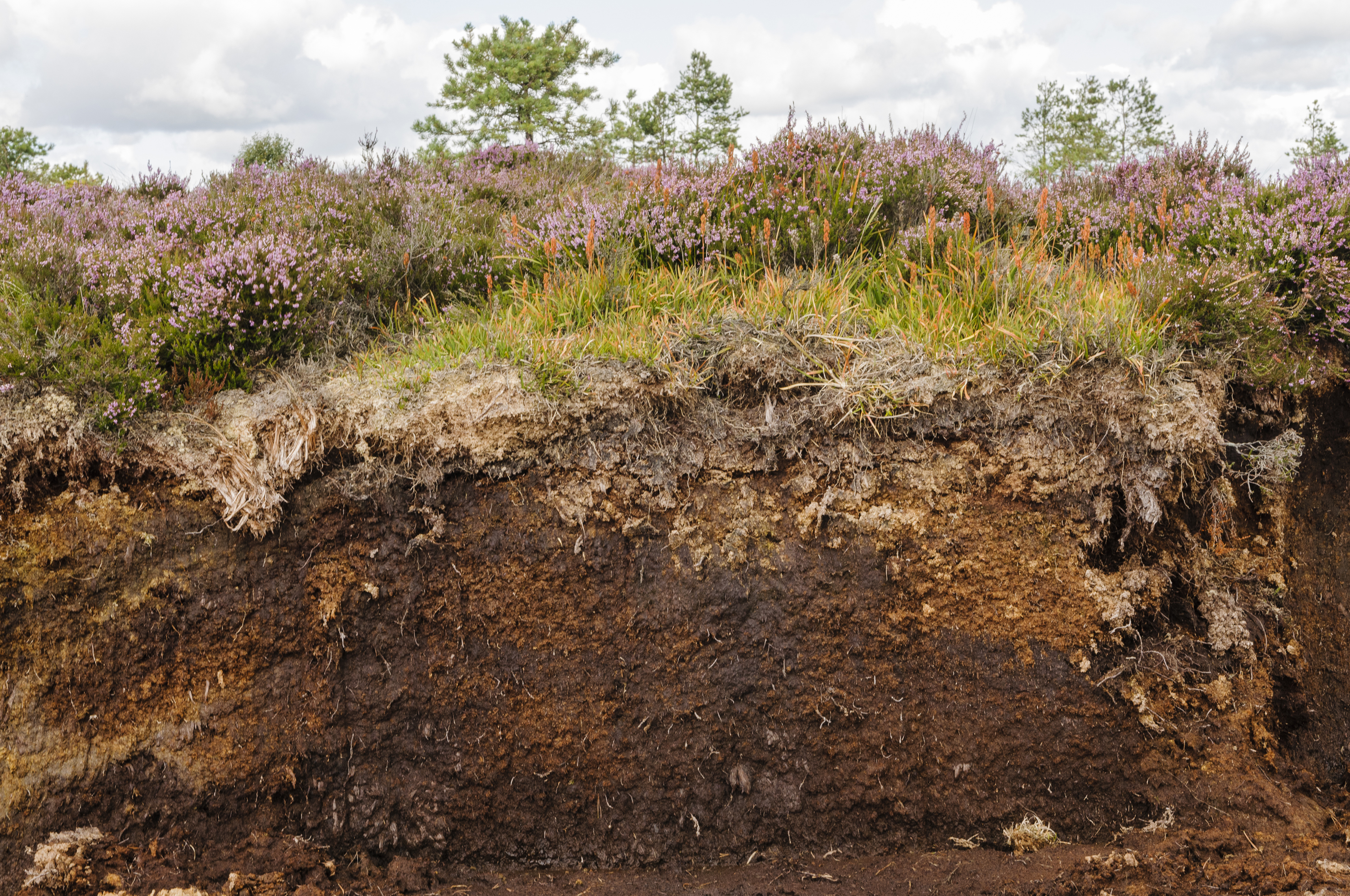 Peat is a declining rich source for plant growers (iStock/PA)