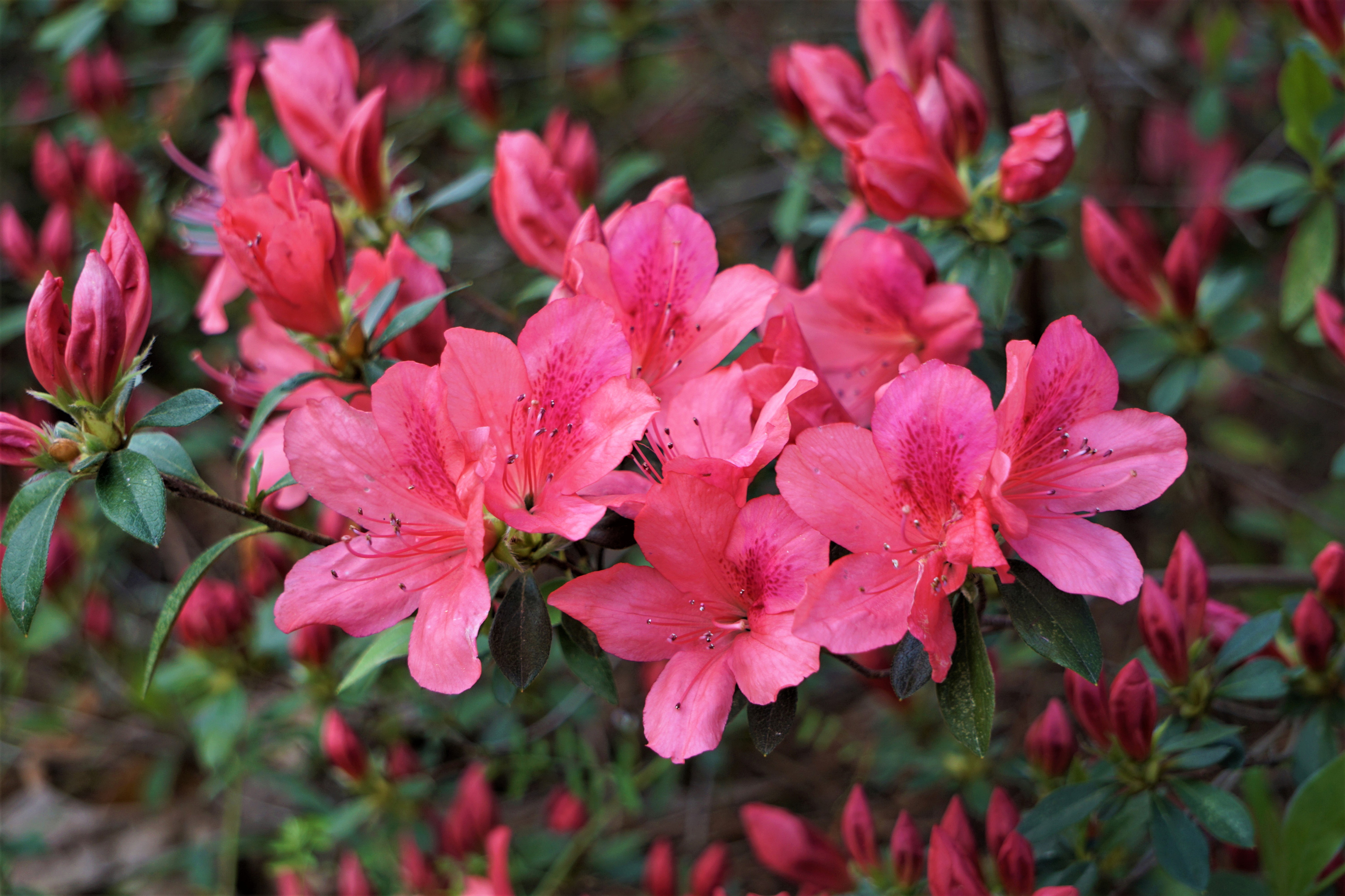 Use peat-free ericaceous compost for azaleas (iStock/PA)