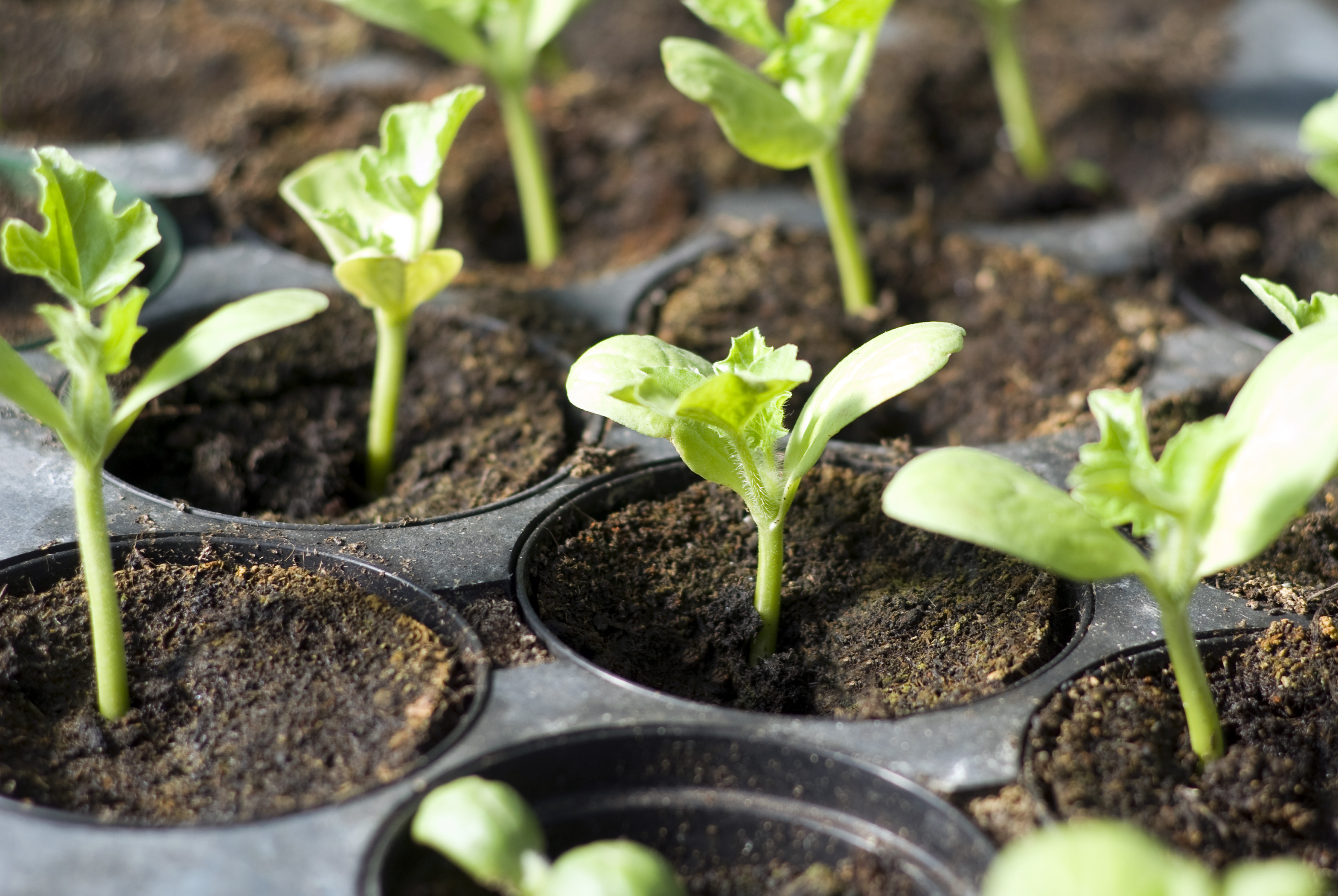 Use a peat-free mix for seedlings (iStock/PA)