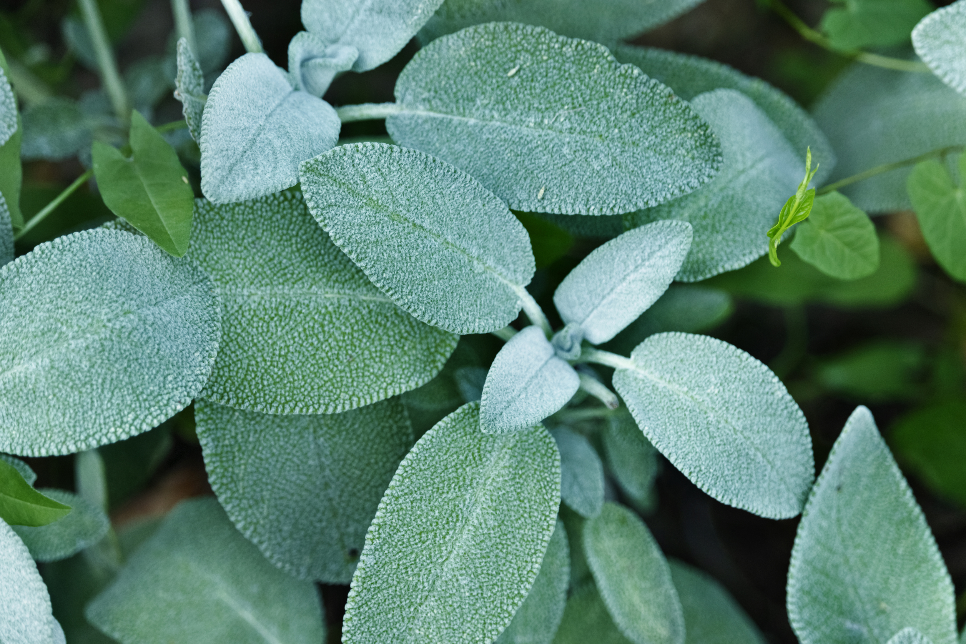 Plant herbs like sage in a light mix (iStock/PA)