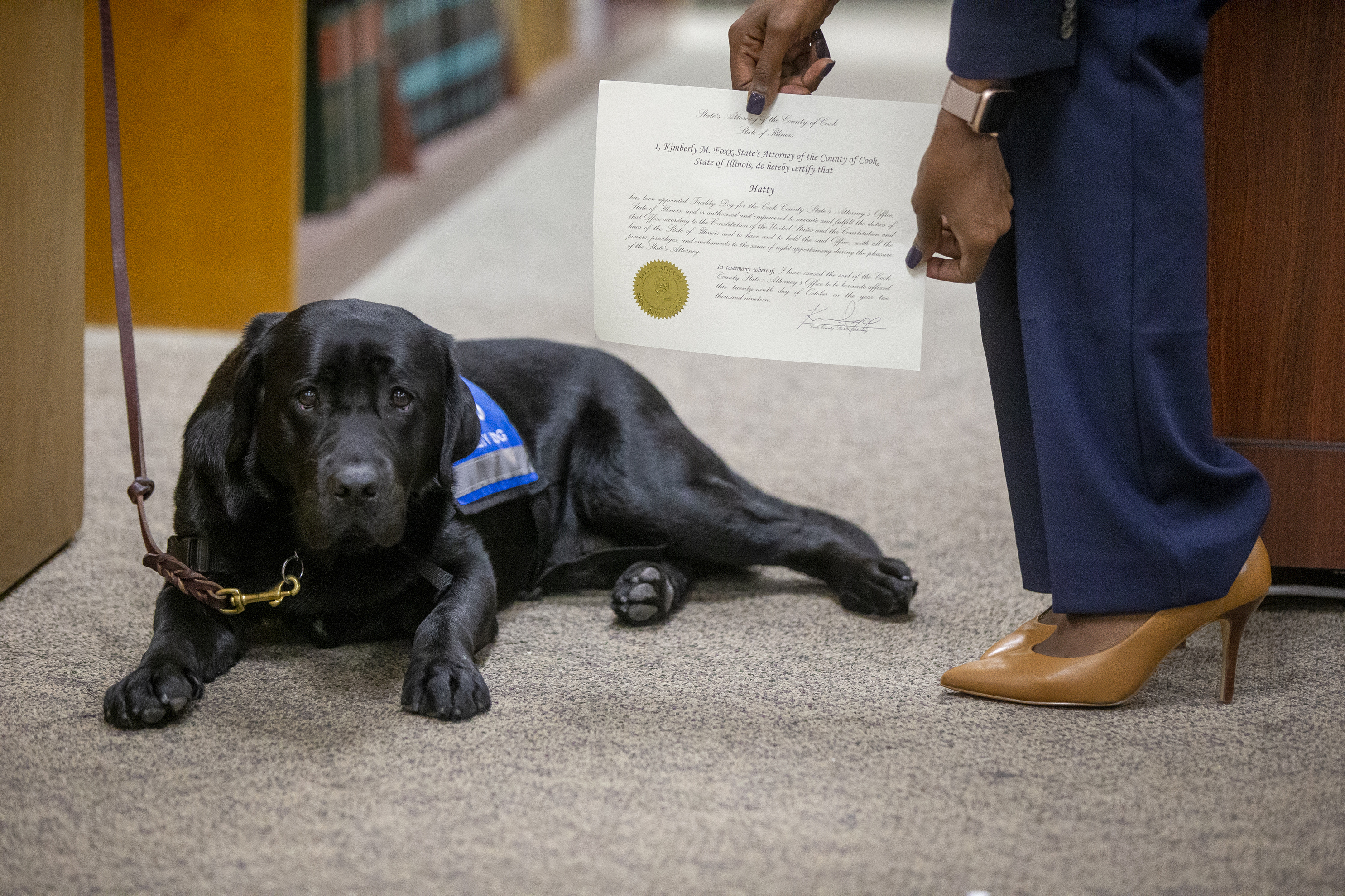 Cook County State's Attorney's first facility dog Hatty is sworn in by Cook County State's Attorney Kimberly Foxx at the George N Leighton Criminal Courthouse in Chicago