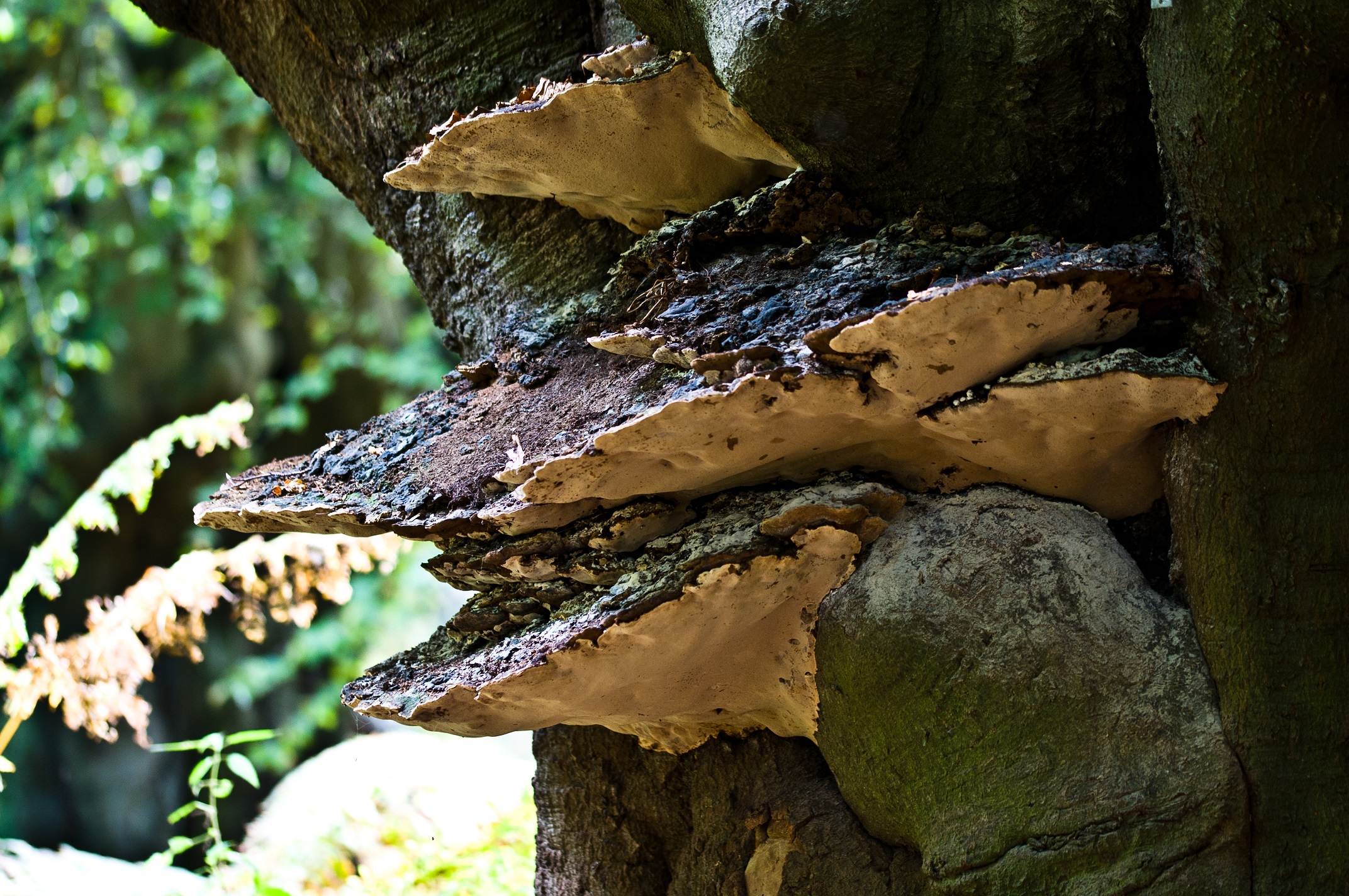 Fungi forms an important part of the ecosystem in the forest (City of London Corporation/PA)