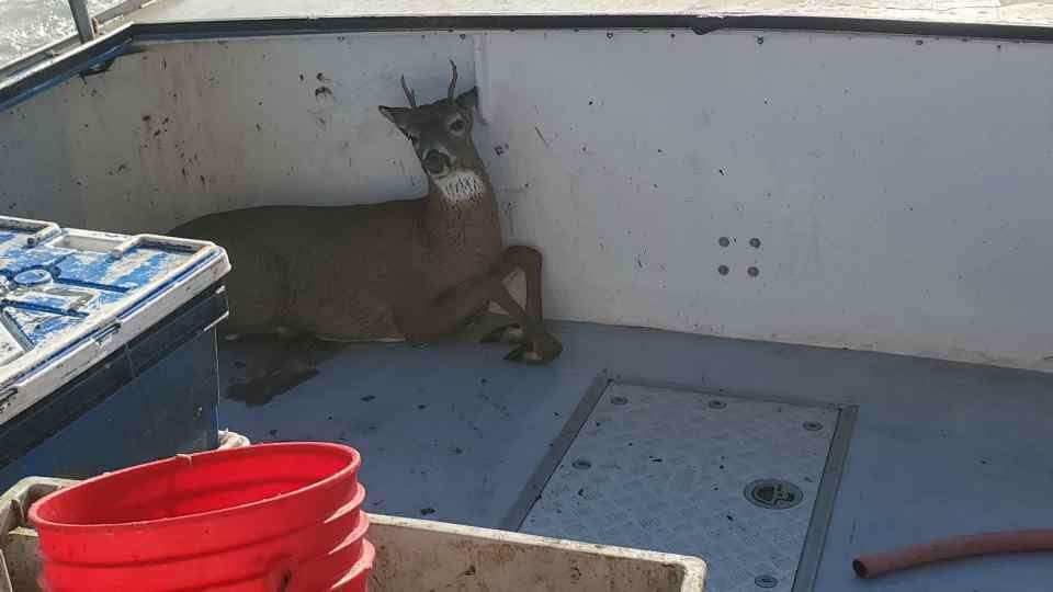 A deer aboard a boat