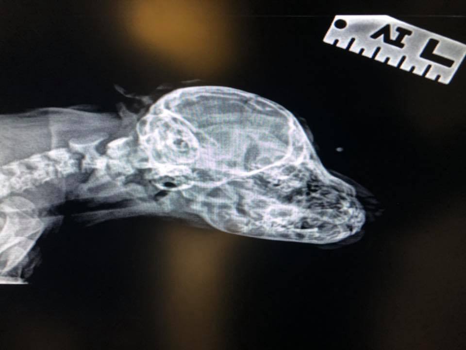 An X-ray of Narwhal the puppy with an extra tail