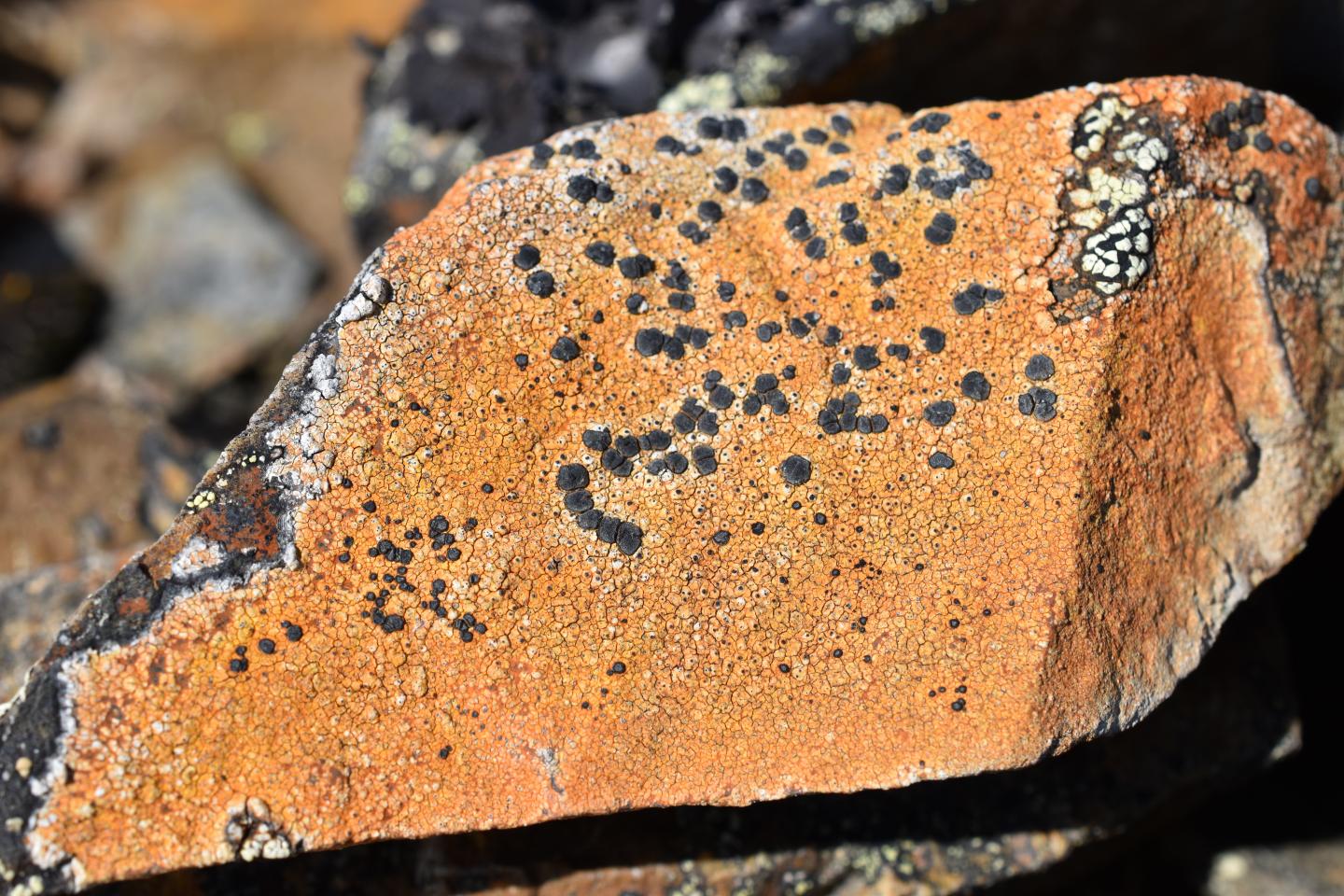 Crustose Porpidia lichen growing on a rock (Matthew P Nelsen, Field Museum/PA)