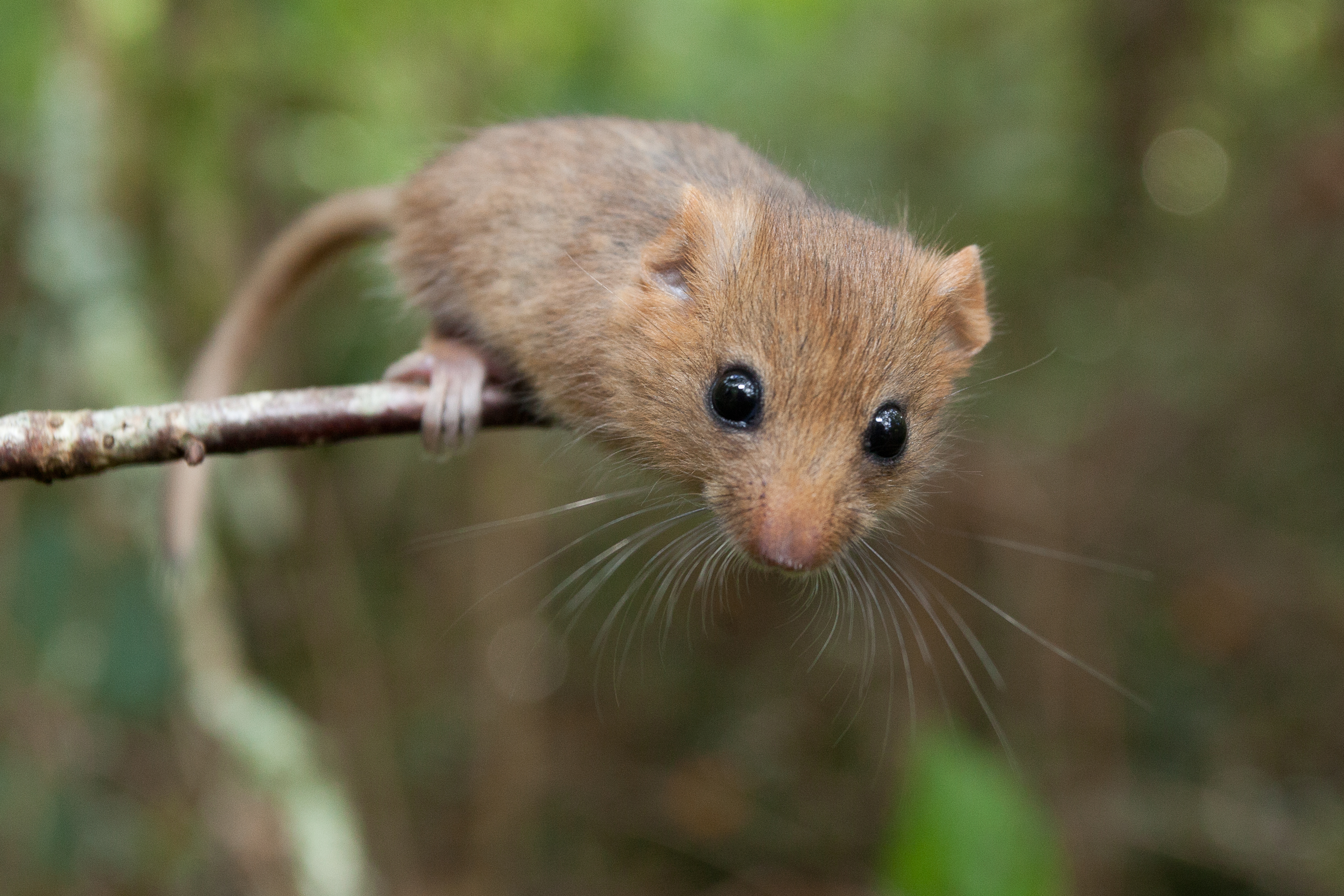 Dormice like shrubby areas under the trees (Clare Pengelly/PTES/PA)