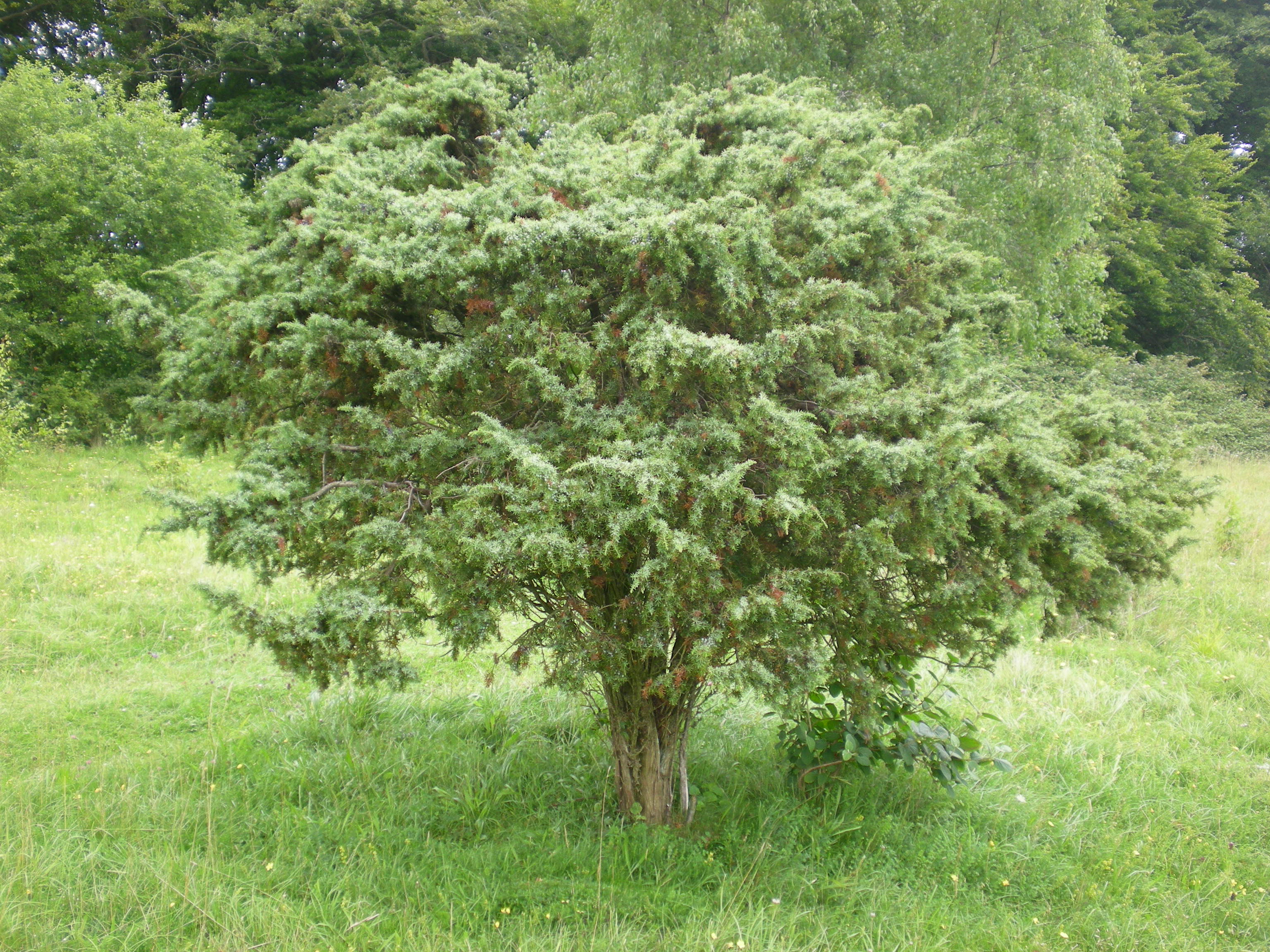 A juniper tree (Beth Newman/Plantlife/PA)