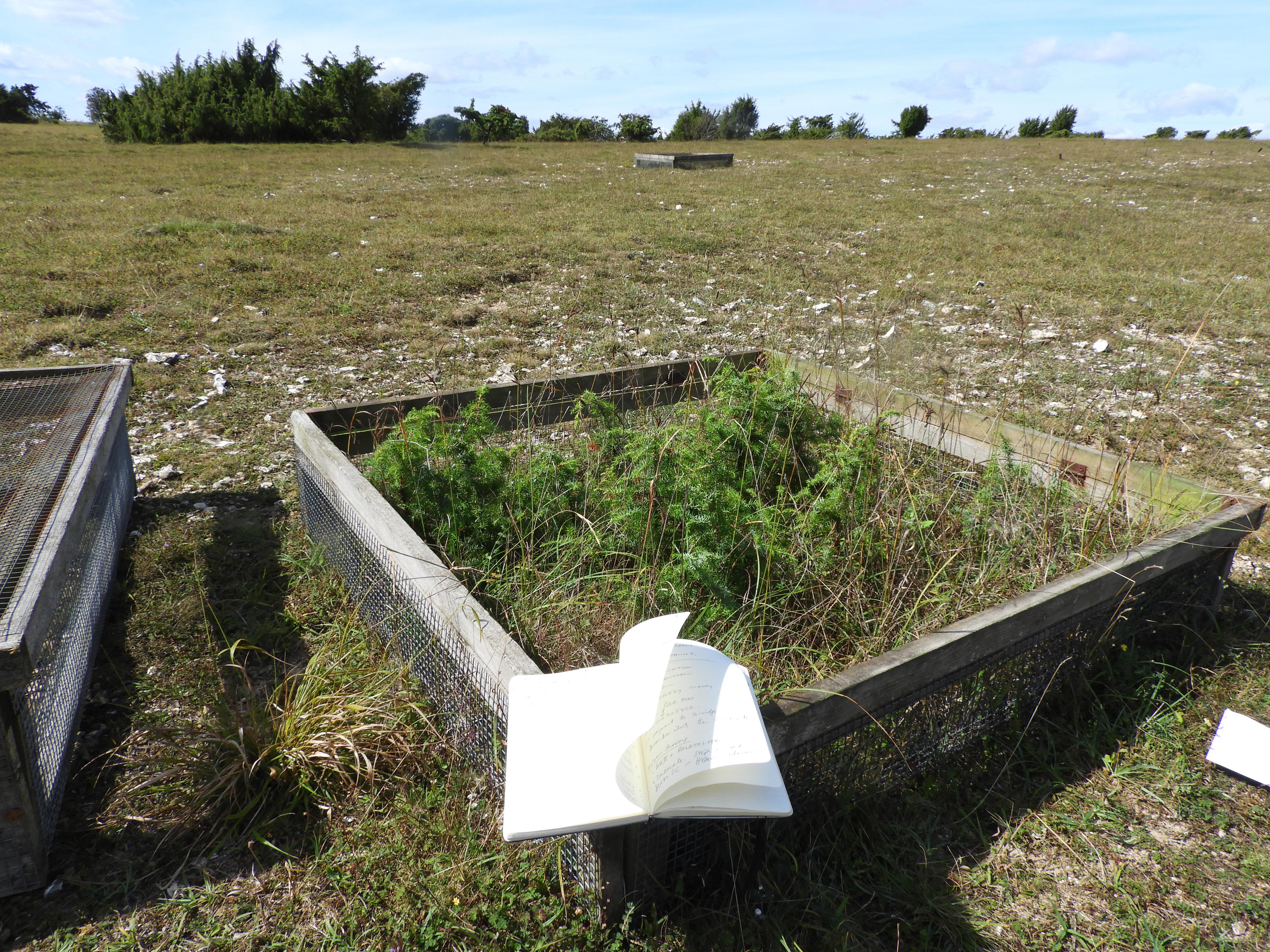 A protective cage to prevent grazing helped boost the young trees (Cath Shellswell/Plantlife/PA)