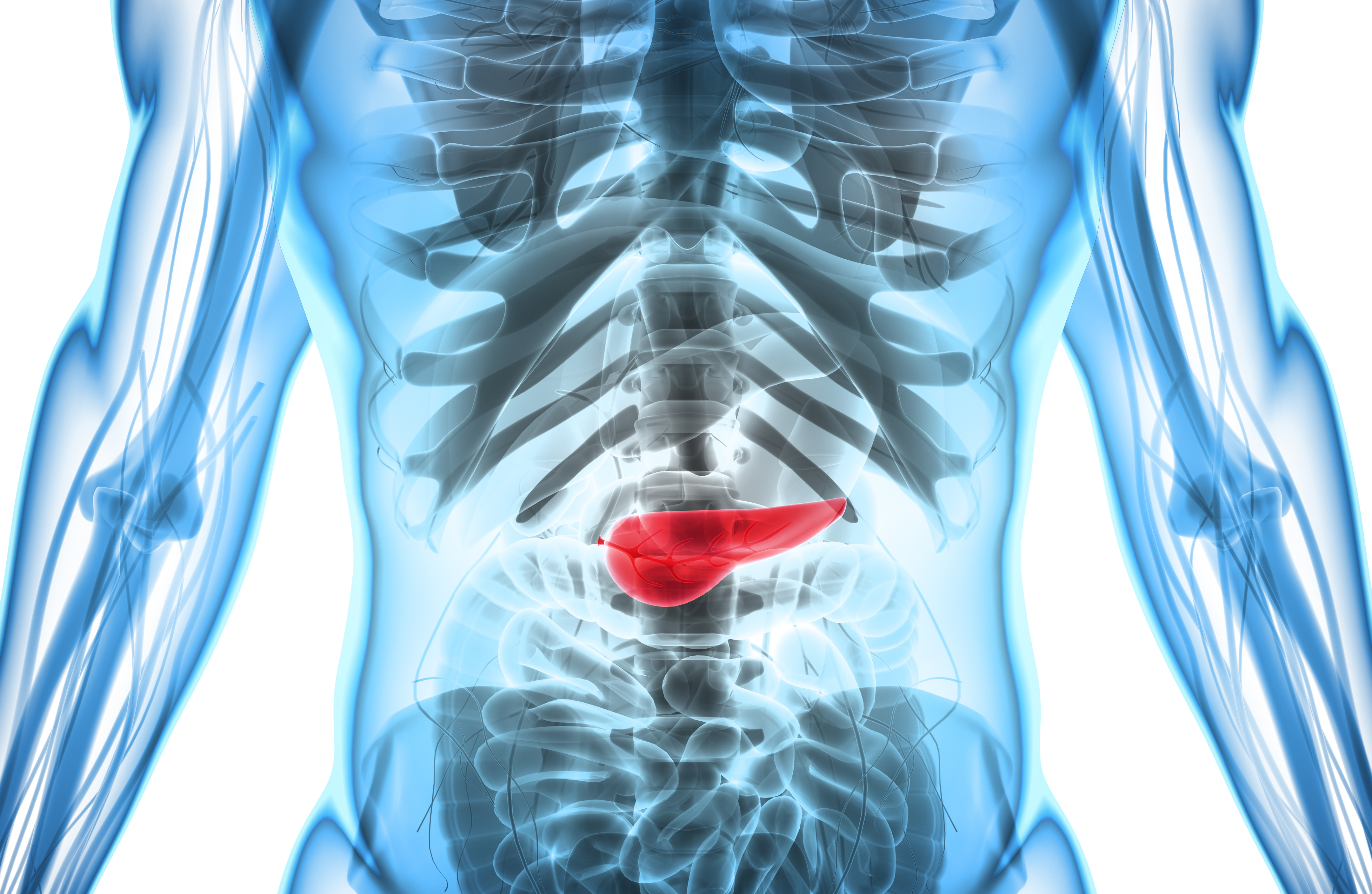 3d illustration of pancreas - part of digestive system.