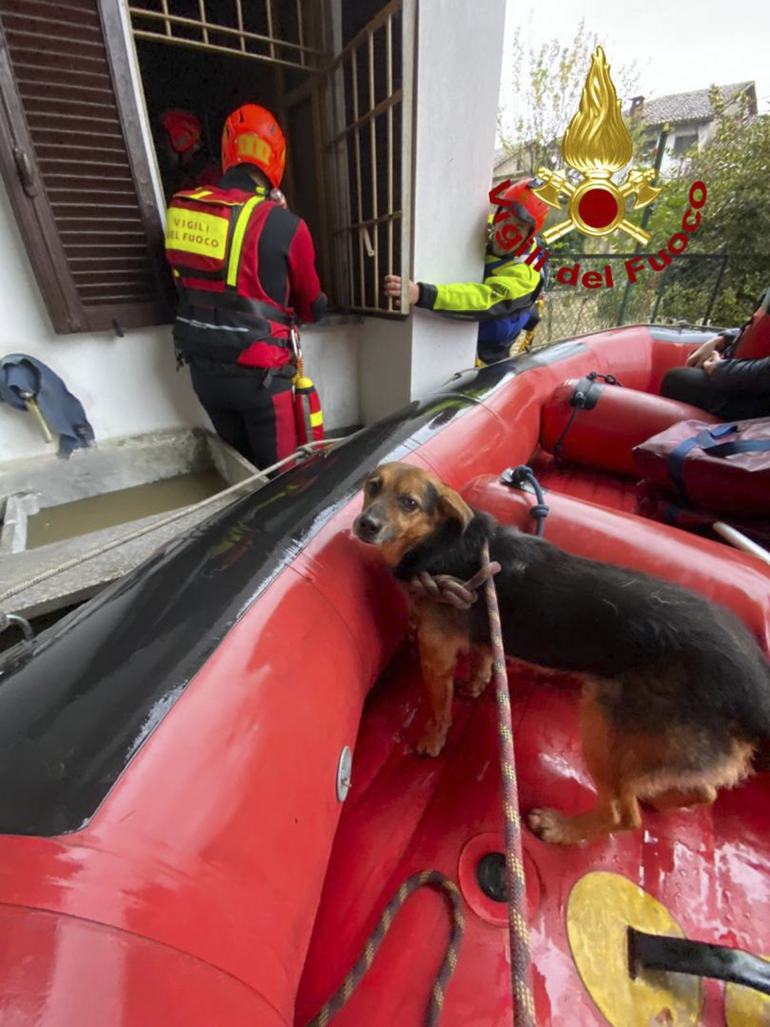 An evacuated dog sits in a dinghy 