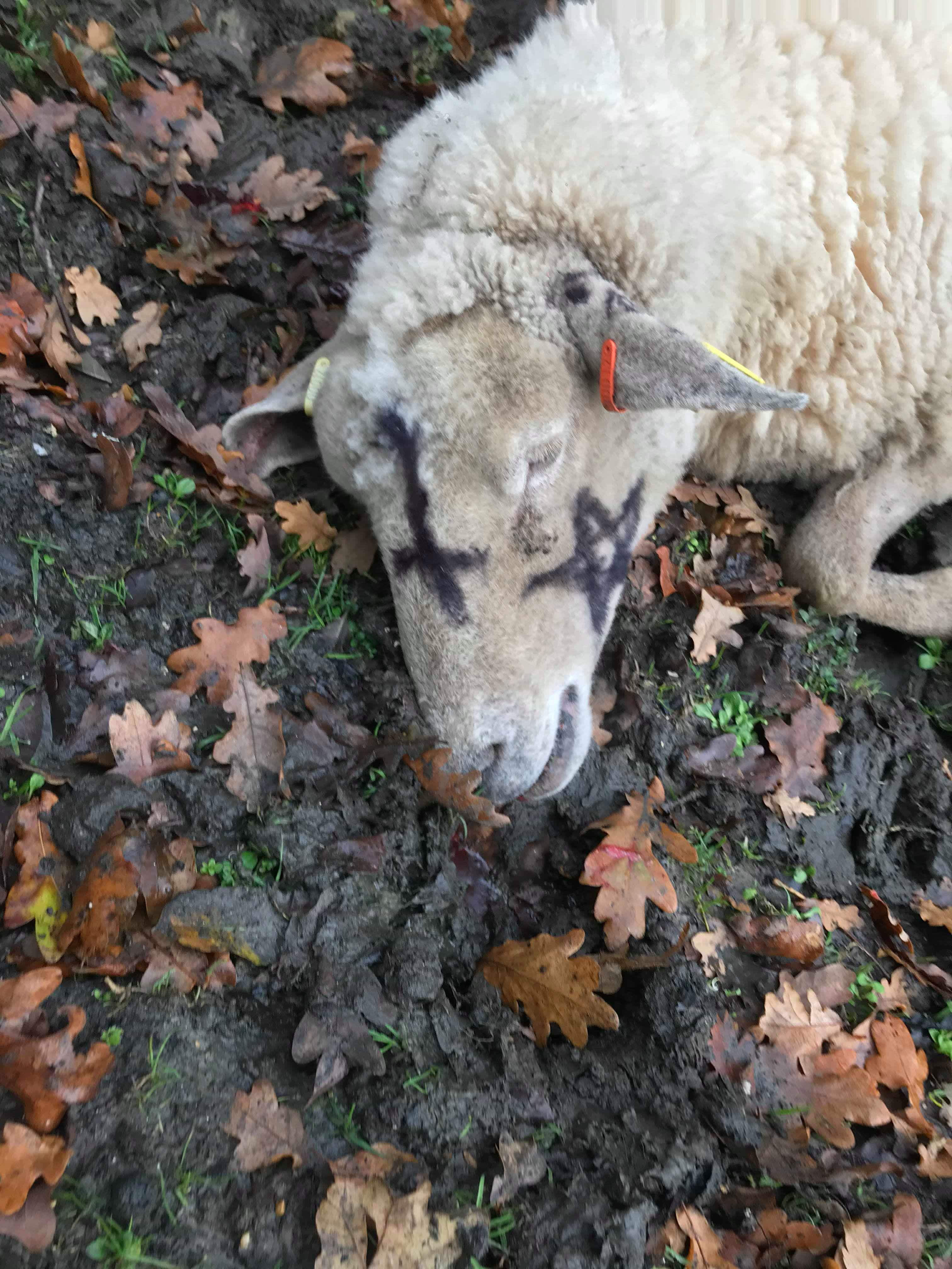 Animals targeted in 'occult' attacks in the New Forest | Rhyl Journal