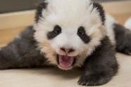 Berlin Zoo Says Panda Twins Doing Well Isle Of Wight County Press