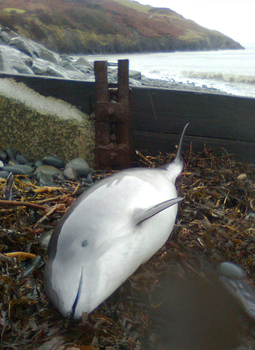 Porpoise at Aberaeron 