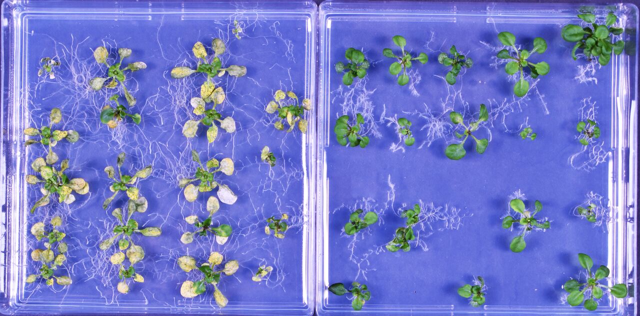Plants in lab test