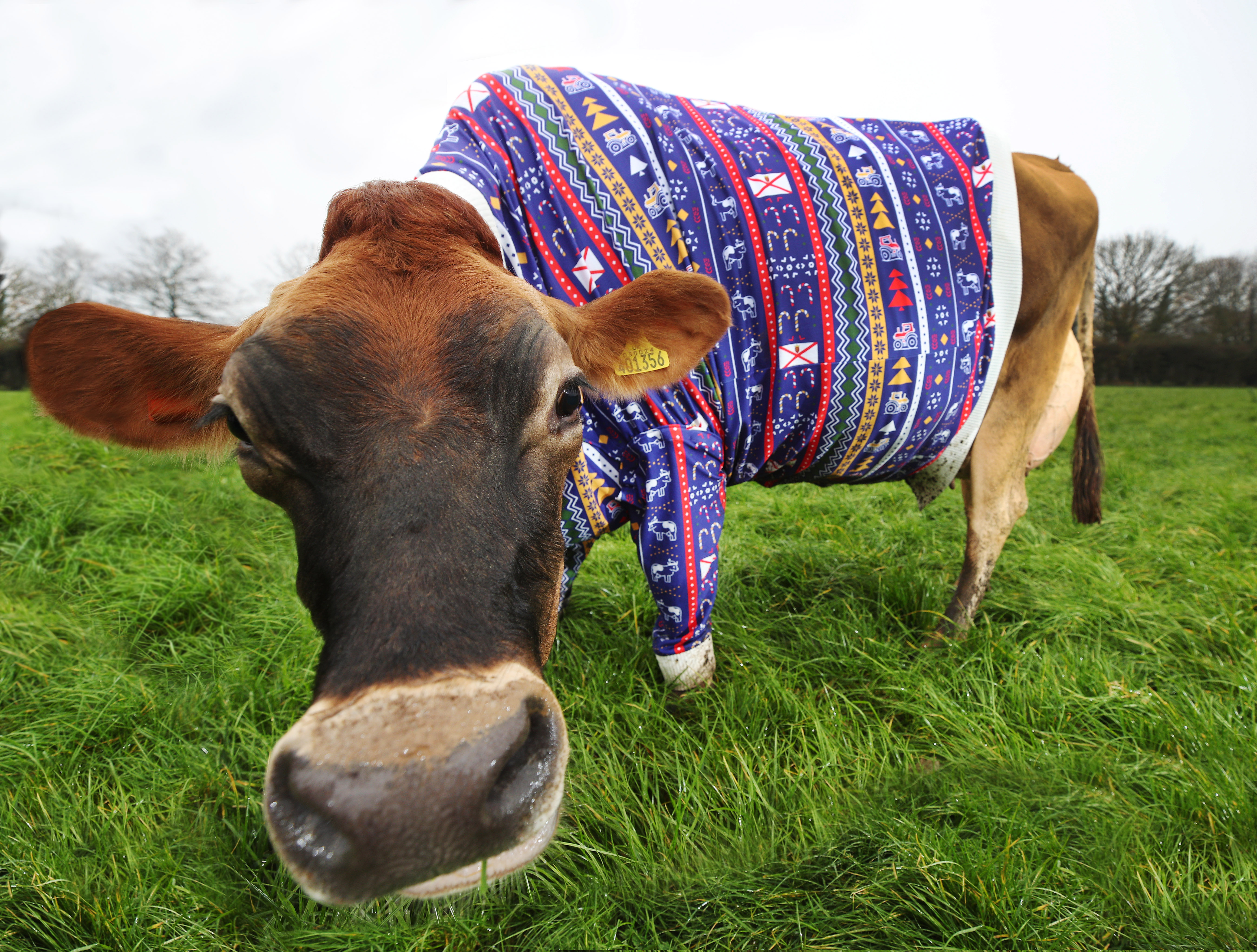 Jersey farmer dresses cows in Christmas jumpers to usher in festive ...