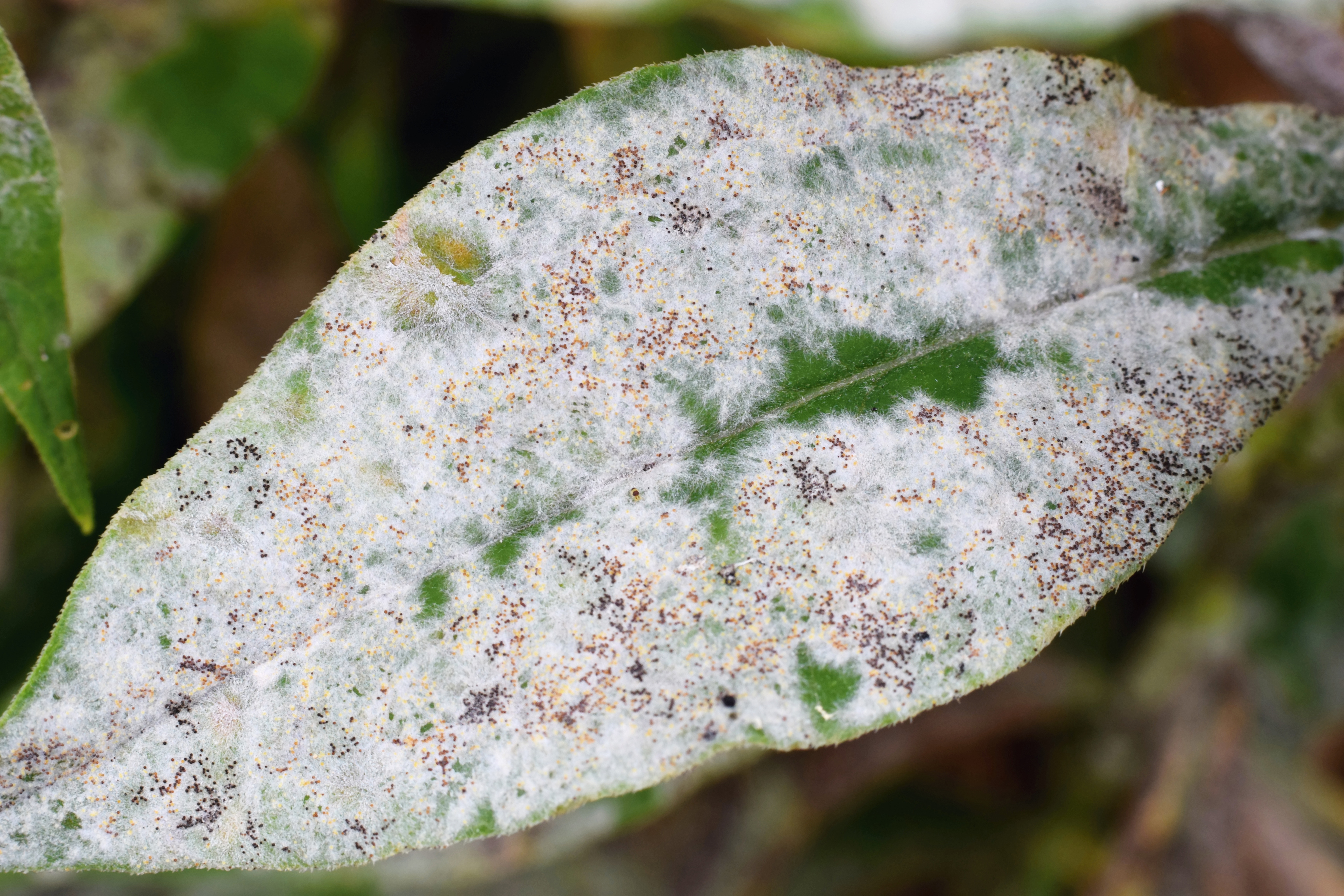 What disease is this leaf suffering from? (iStock/PA)