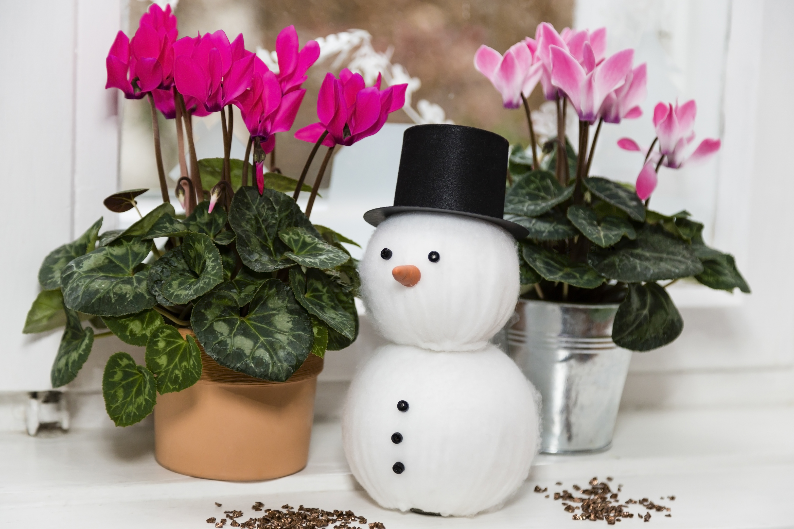 How to keep your Christmas houseplants in good health beyond the