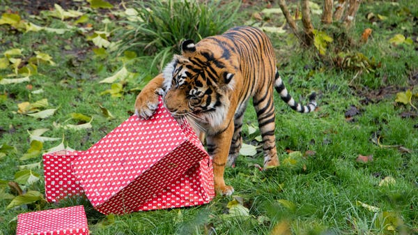 Animals enjoy Christmas treats at London Zoo