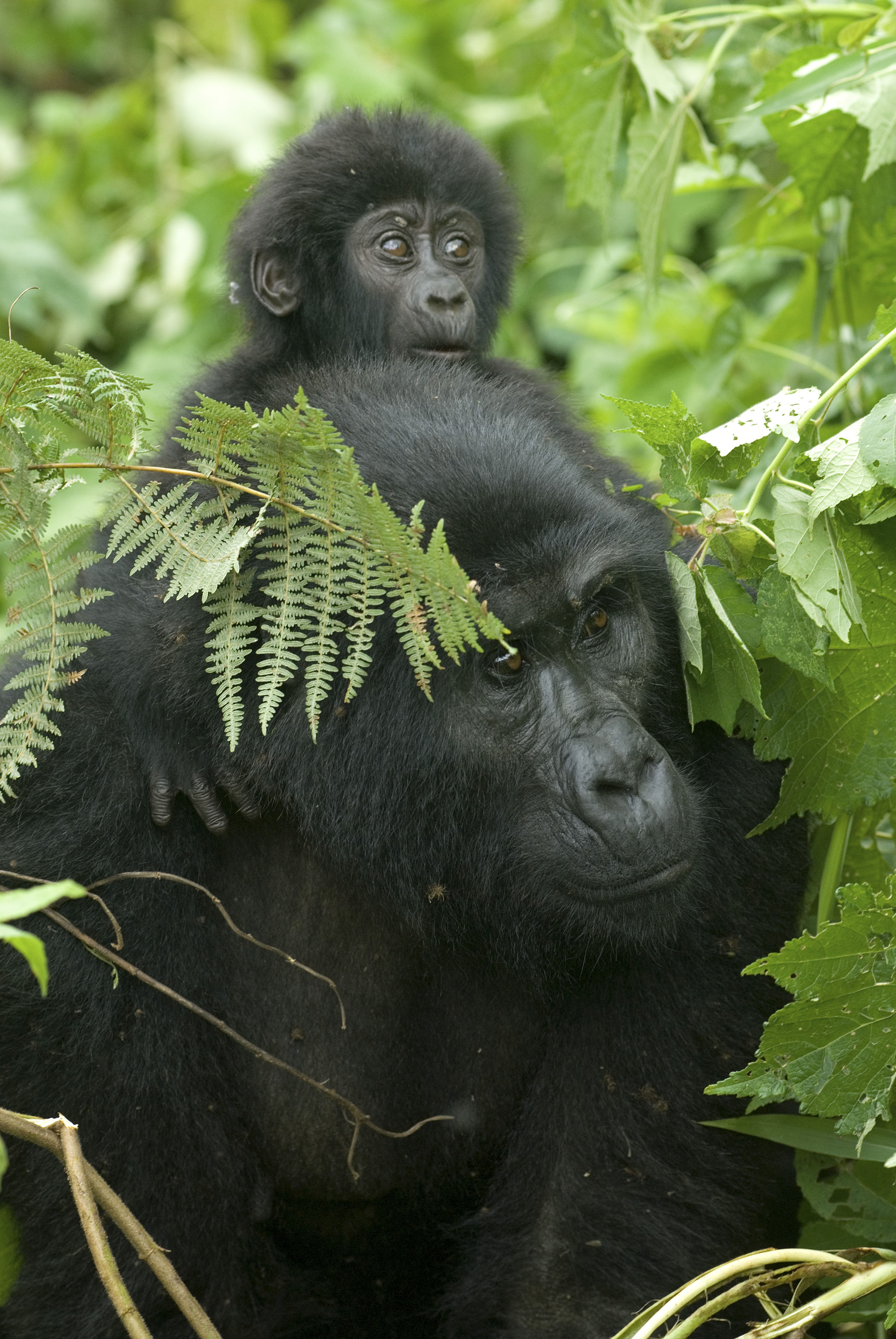 Mountain gorilla mother with her baby on her shoulders (Steve Morello WWF)