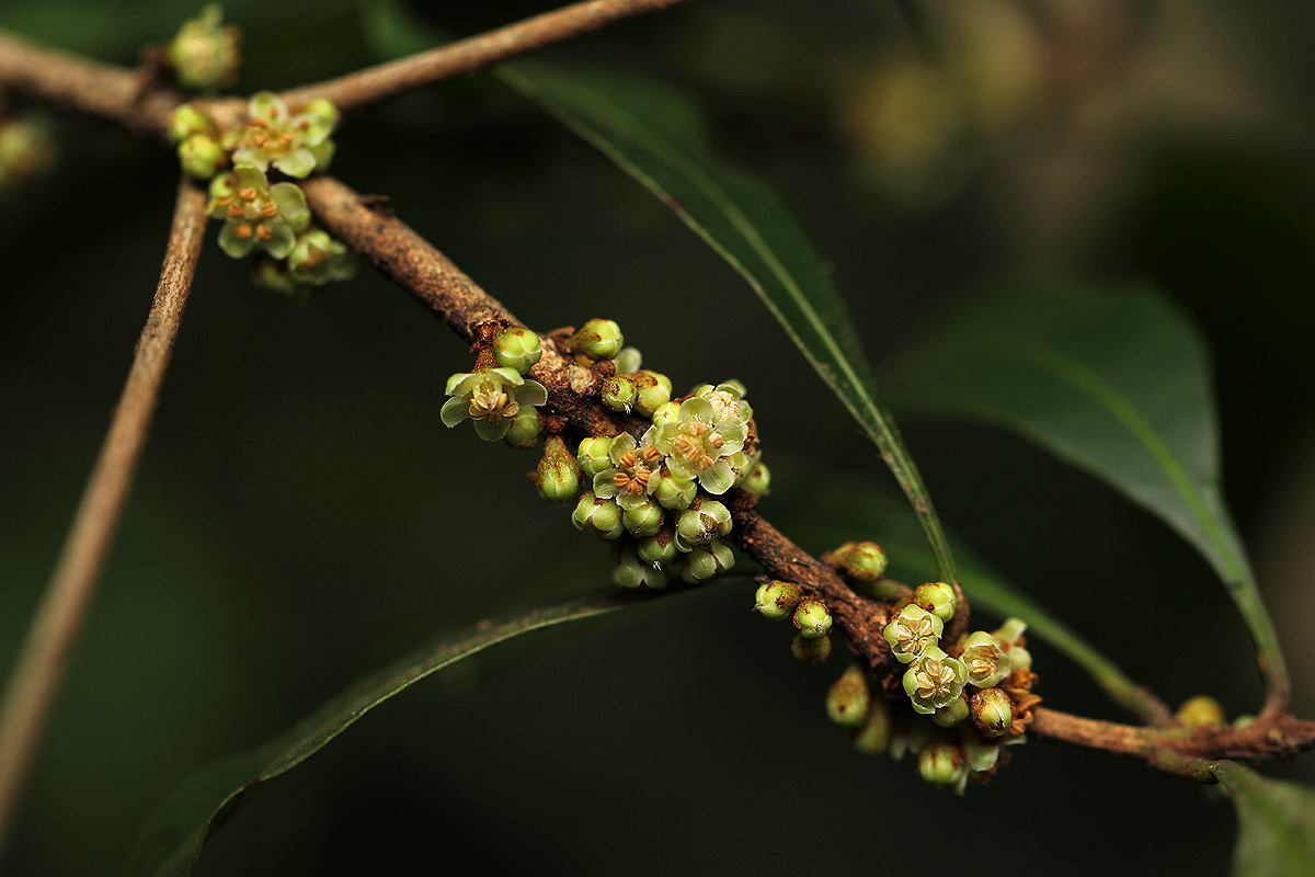 A new 'miracle berry' found in the Chimanimani Mountains in Africa (Bart Wursten/PA)