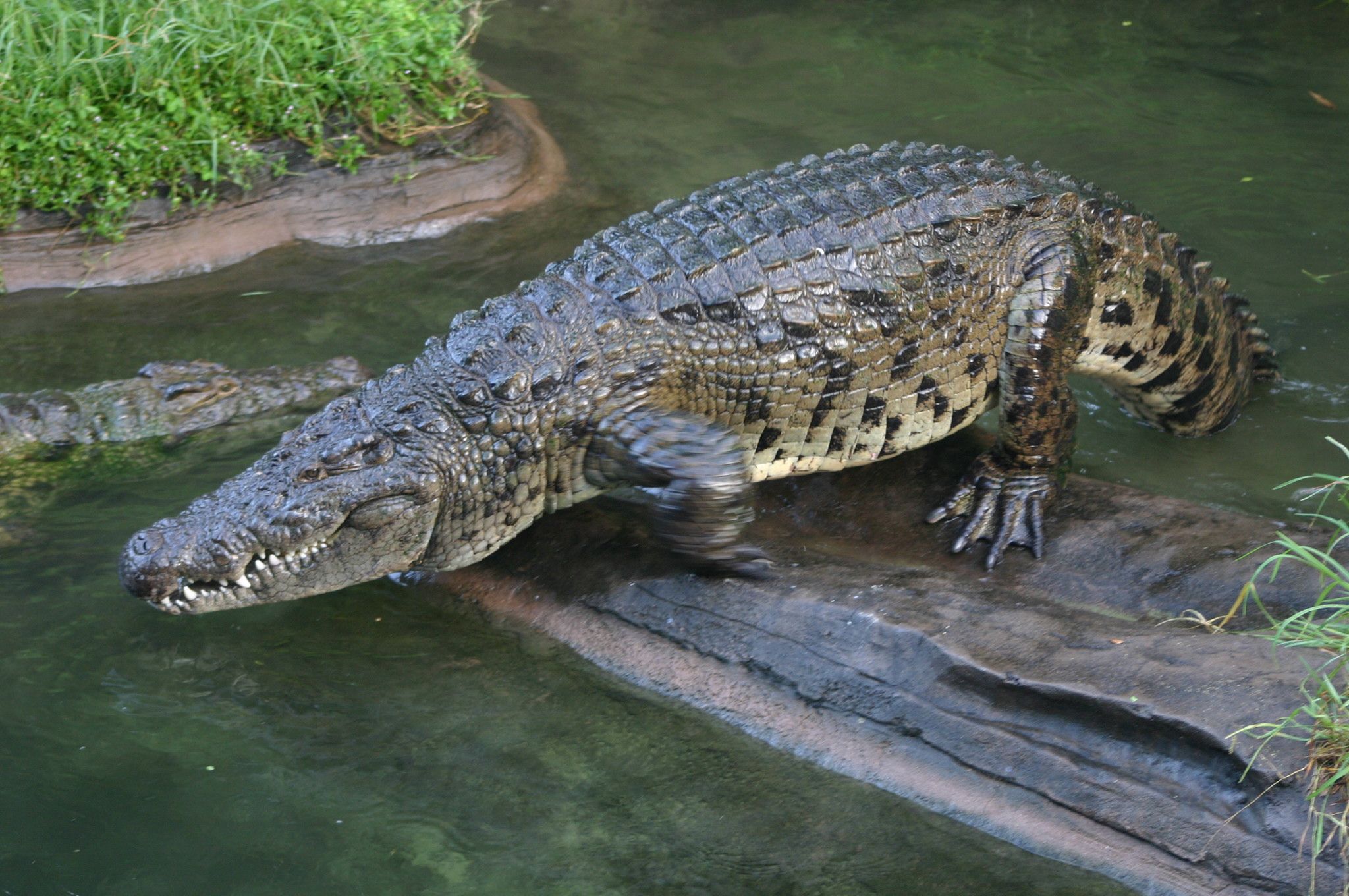 A Siamese Crocodile "high walking"