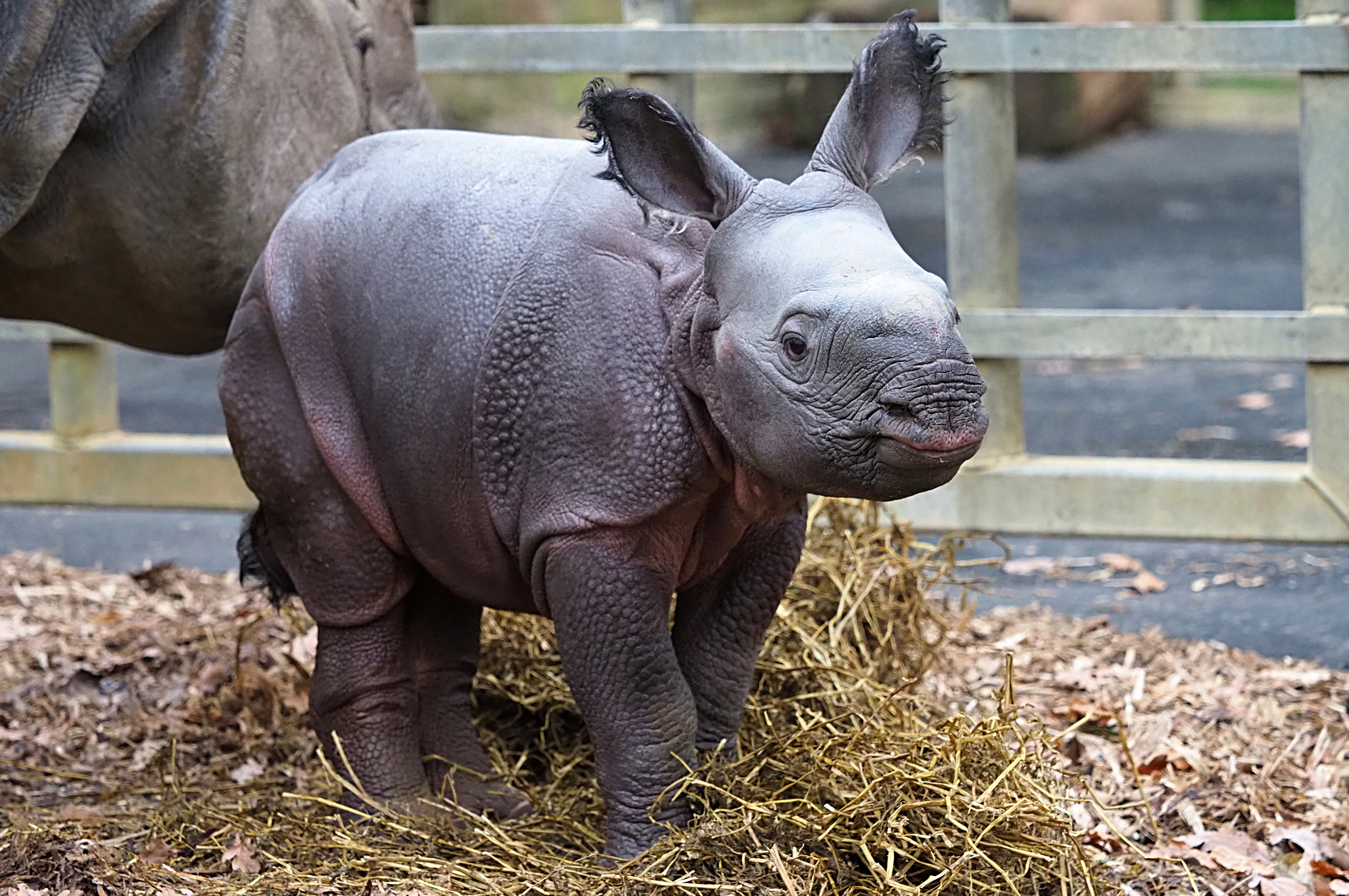 Сколько носорогов родилось в 2002 году. Лондонский зоопарк животные. Носорог в зоопарке. Животное похожее на носорога.