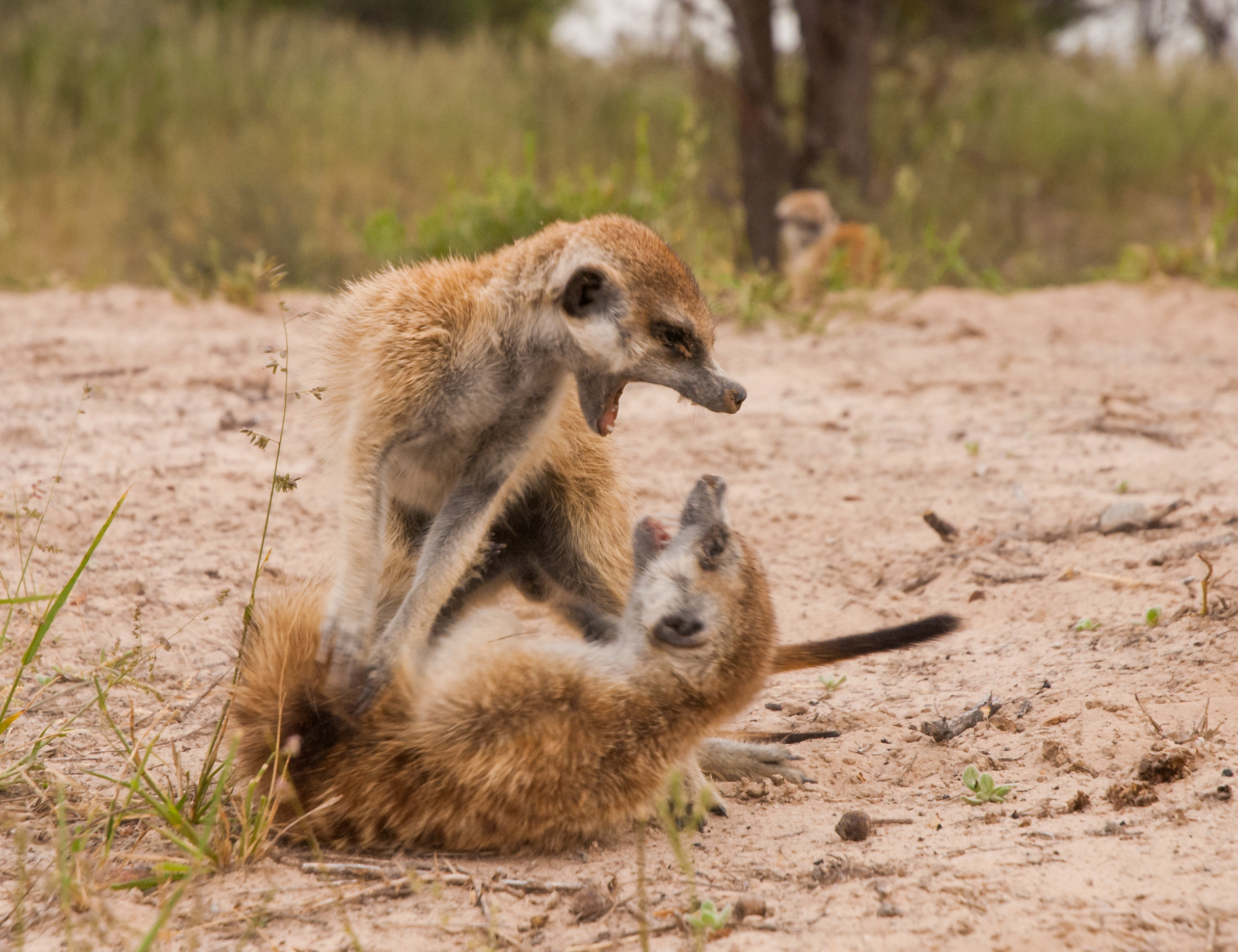 Meerkats