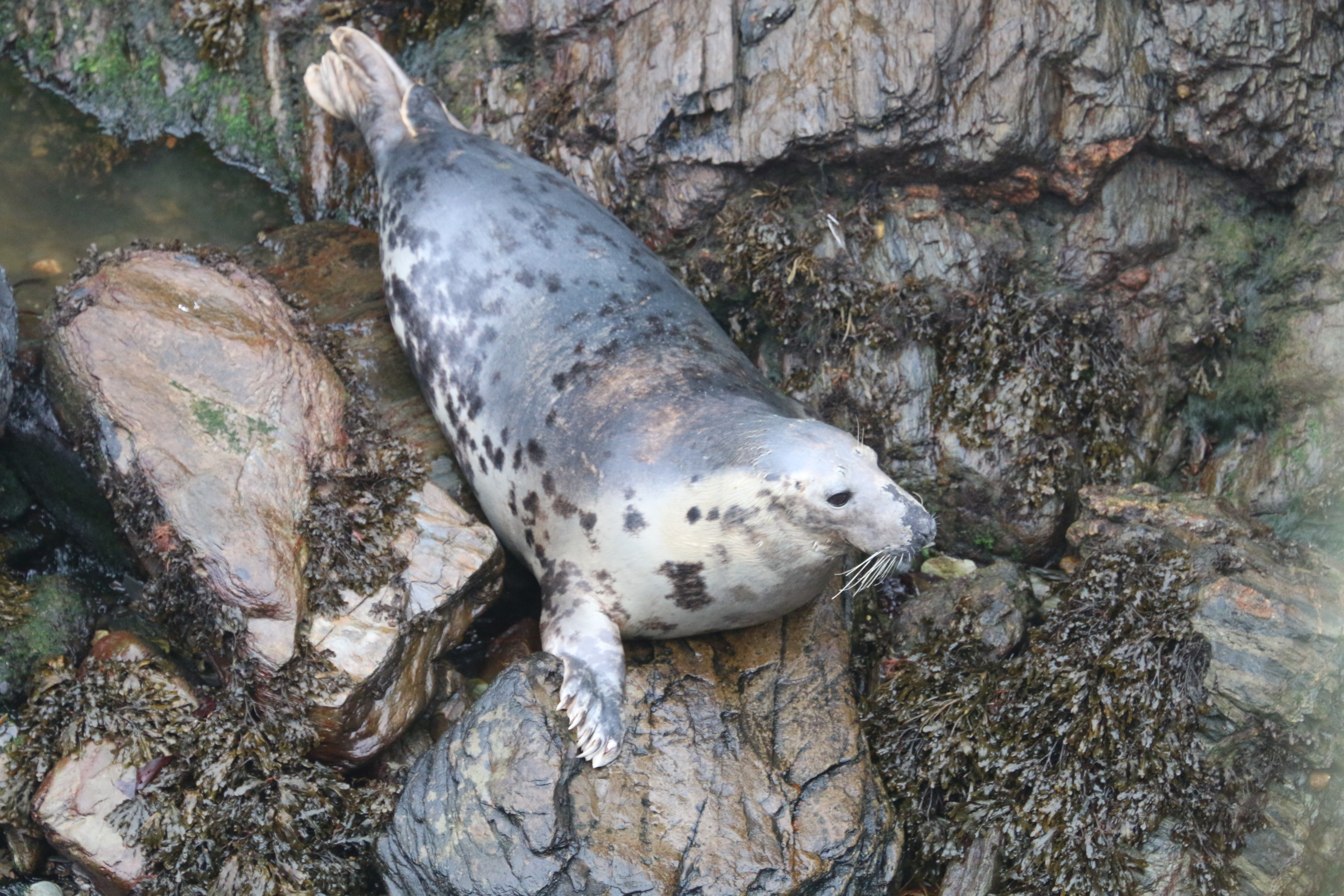 The seal which has been recorded commuting between Cornwall and the Isle of Man