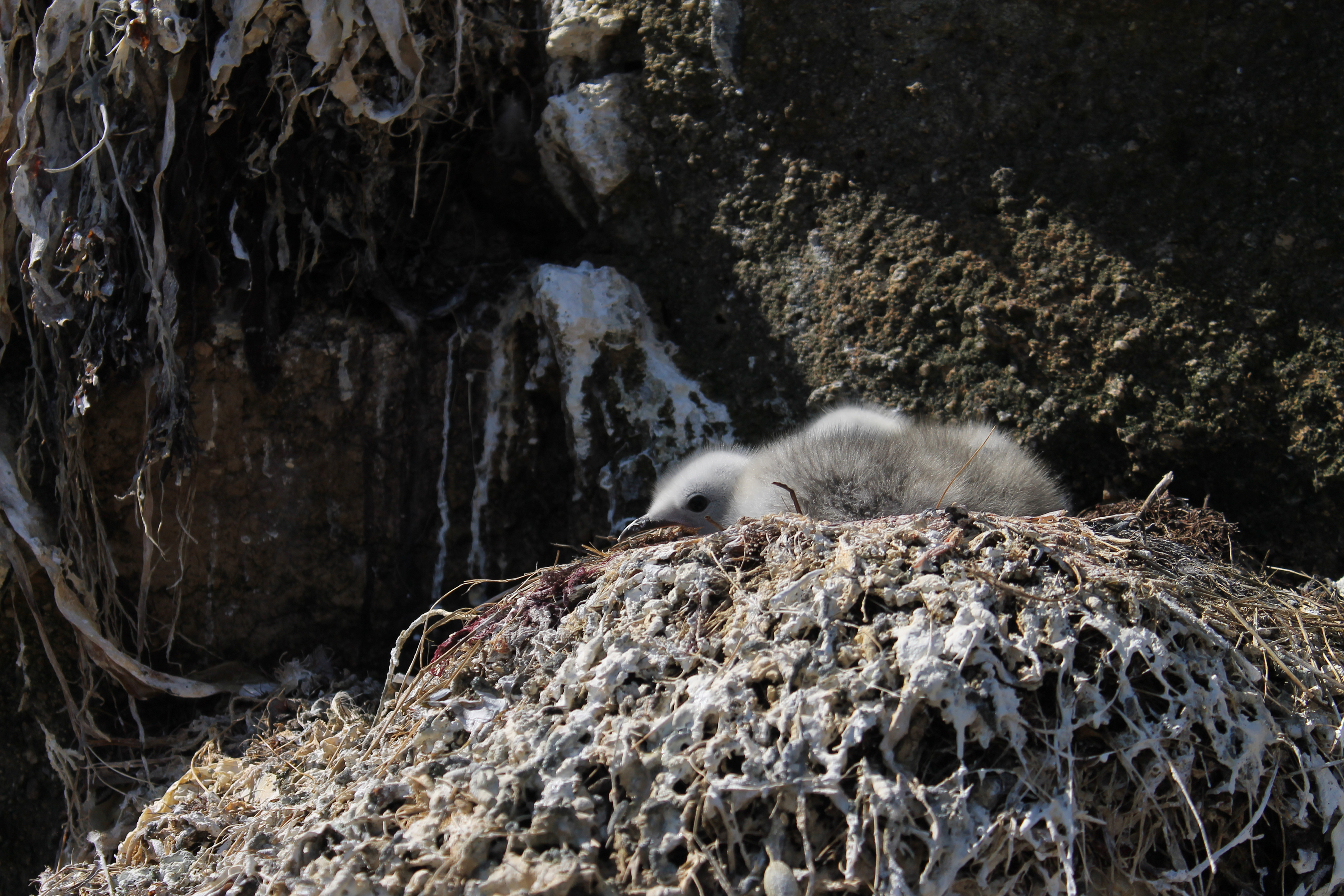 Kittiwake chick on Gugh, Isles of Scilly