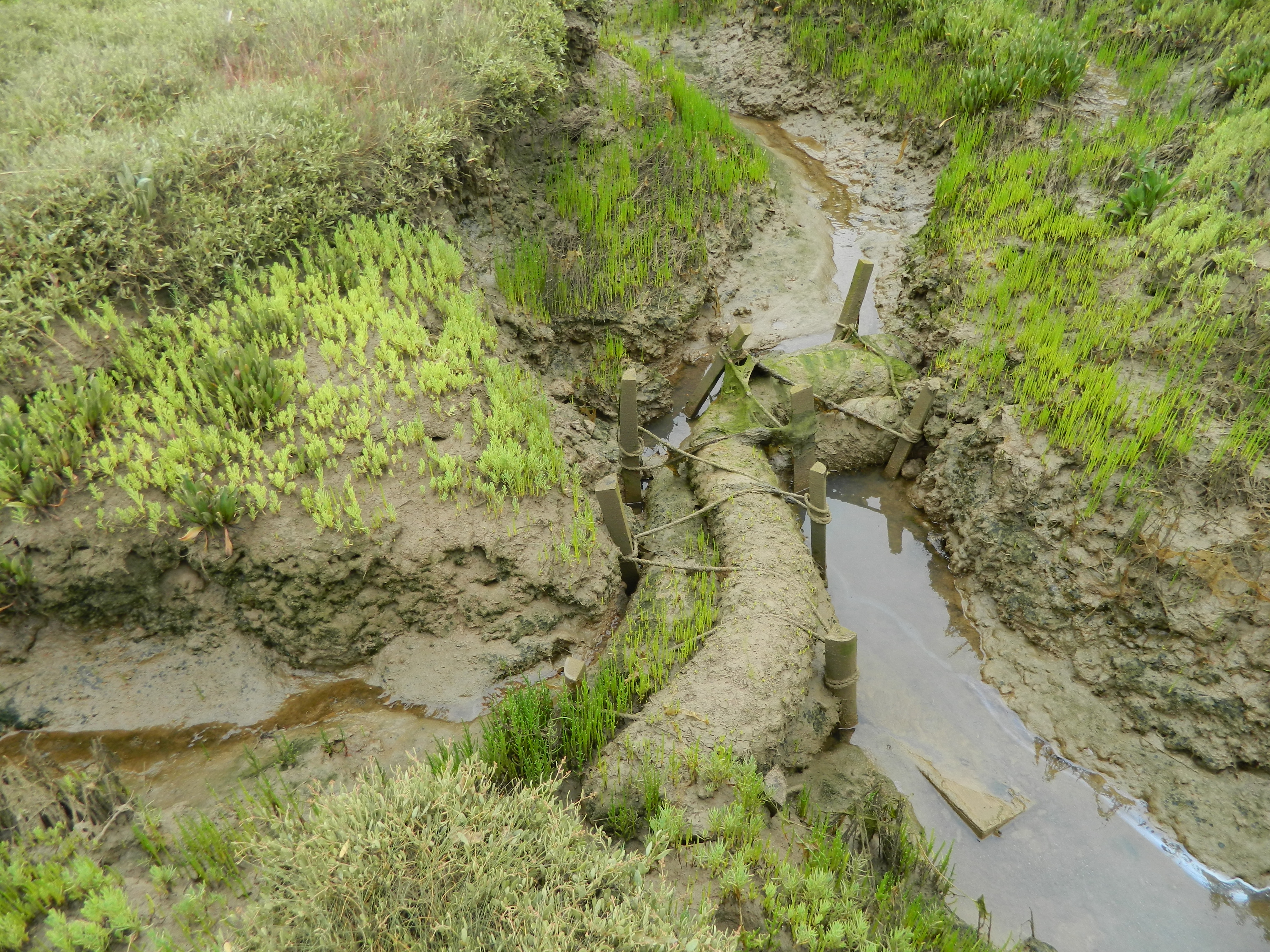 saltmarsh