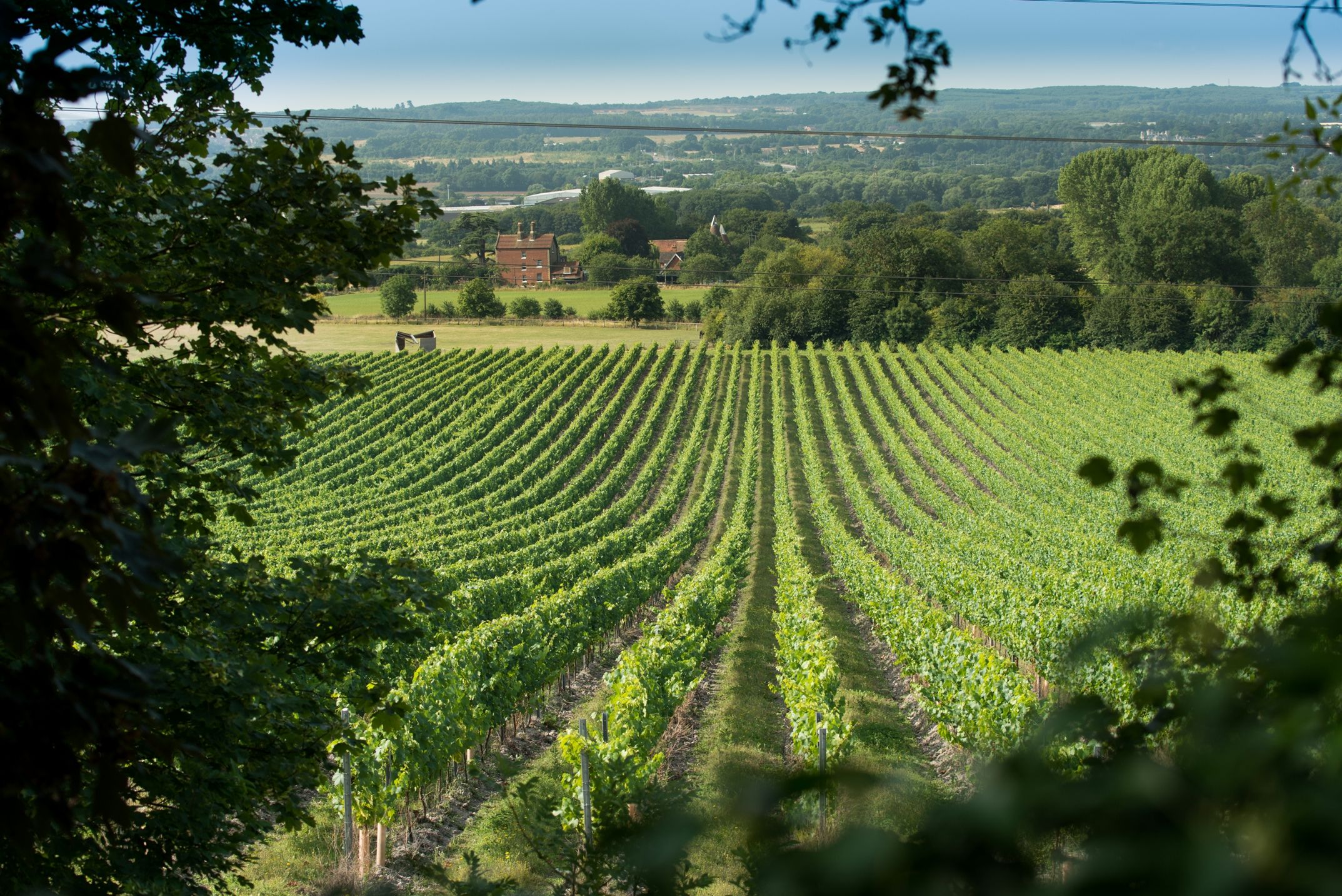 Chapel Down Kit's Coty Vineyard, Kent (Chapel Down/PA)
