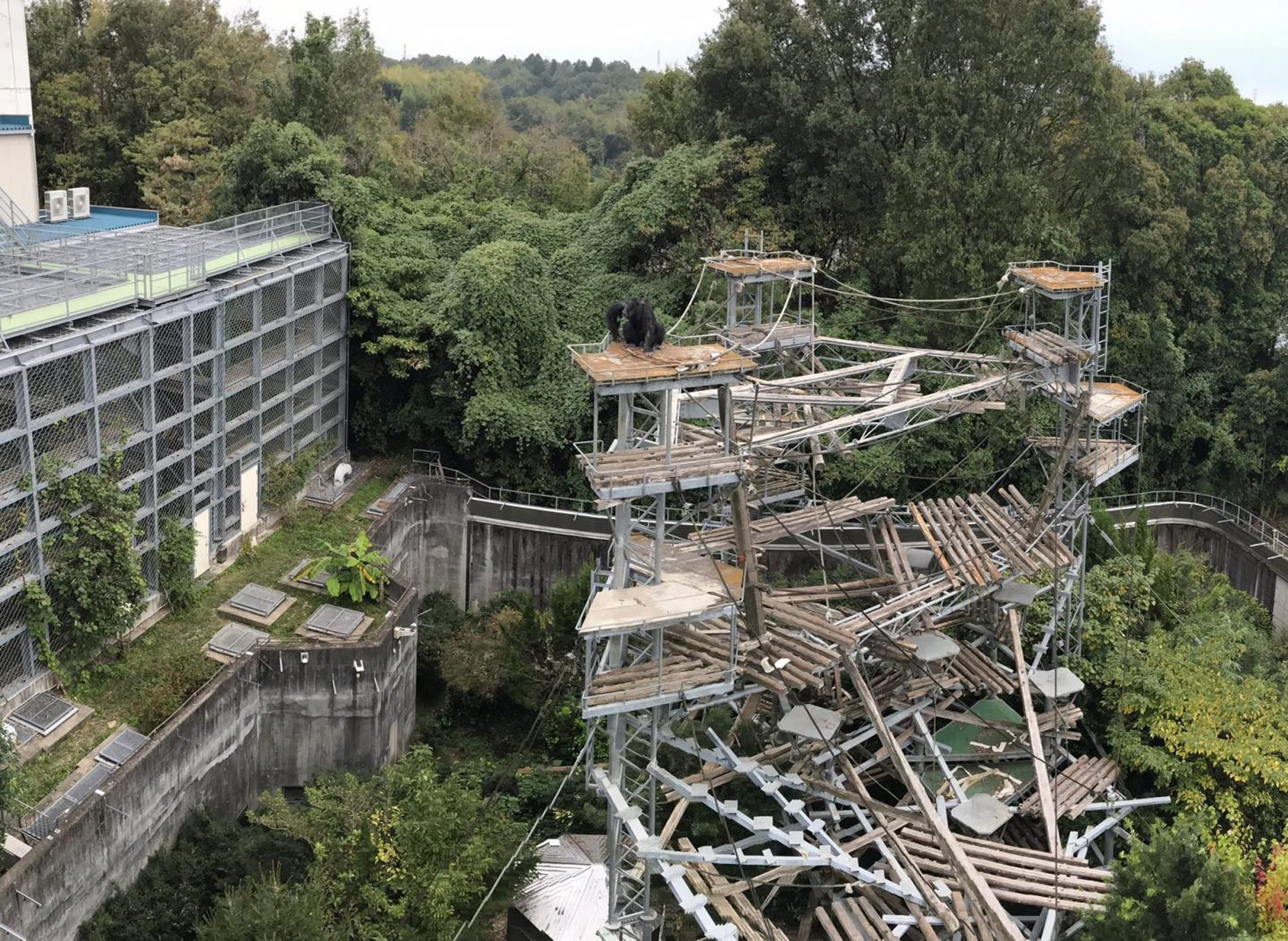 The chimpanzee enclosure at the Primate Research Institute, Kyoto University