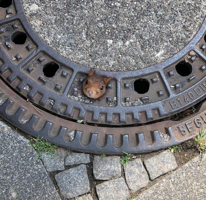 A squirrel stuck in a manhole cover