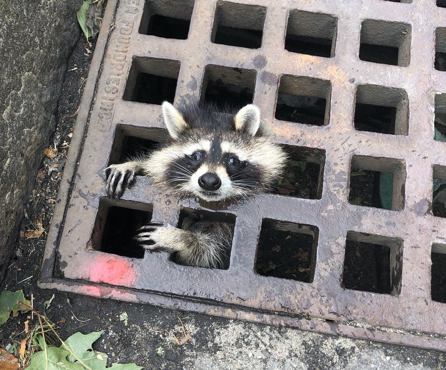 A raccoon stuck in a grate