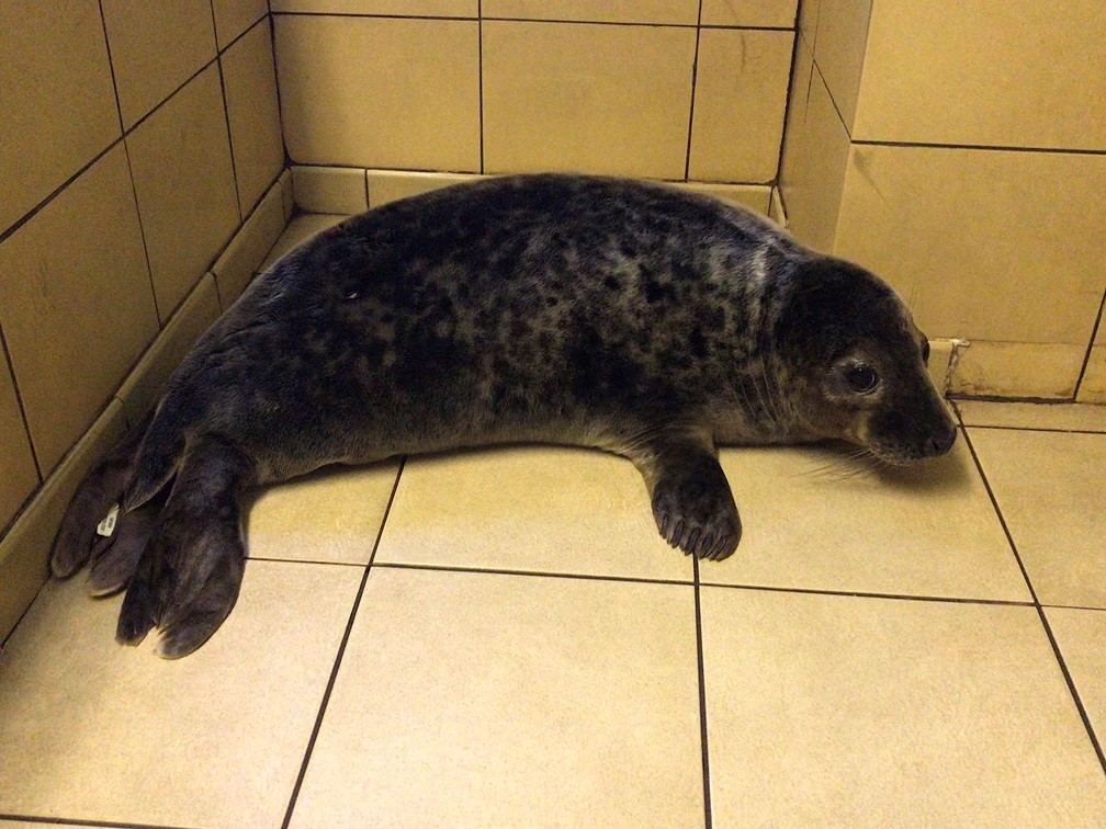 A grey seal pup (RSPCA/PA)