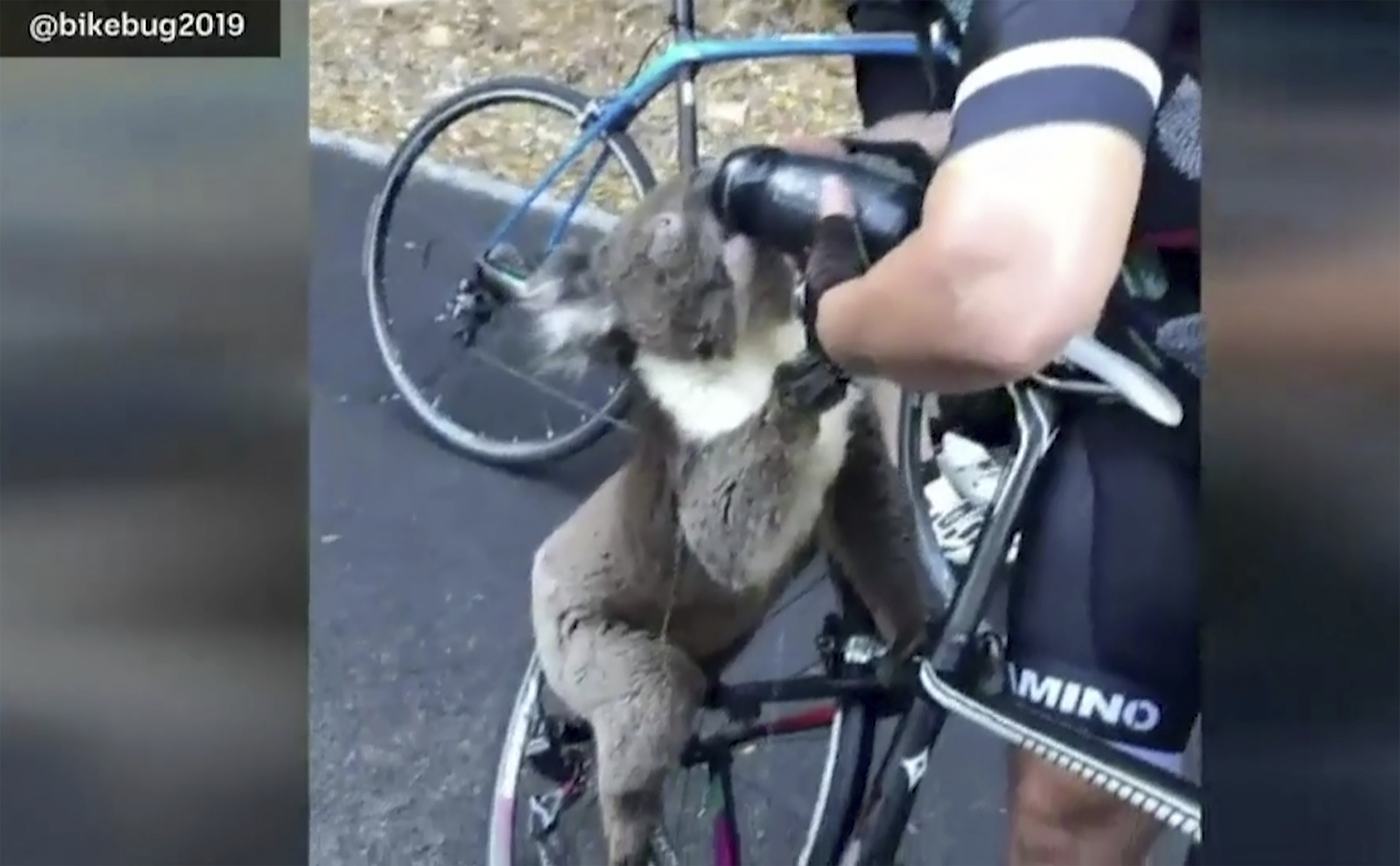 Koala drinks water