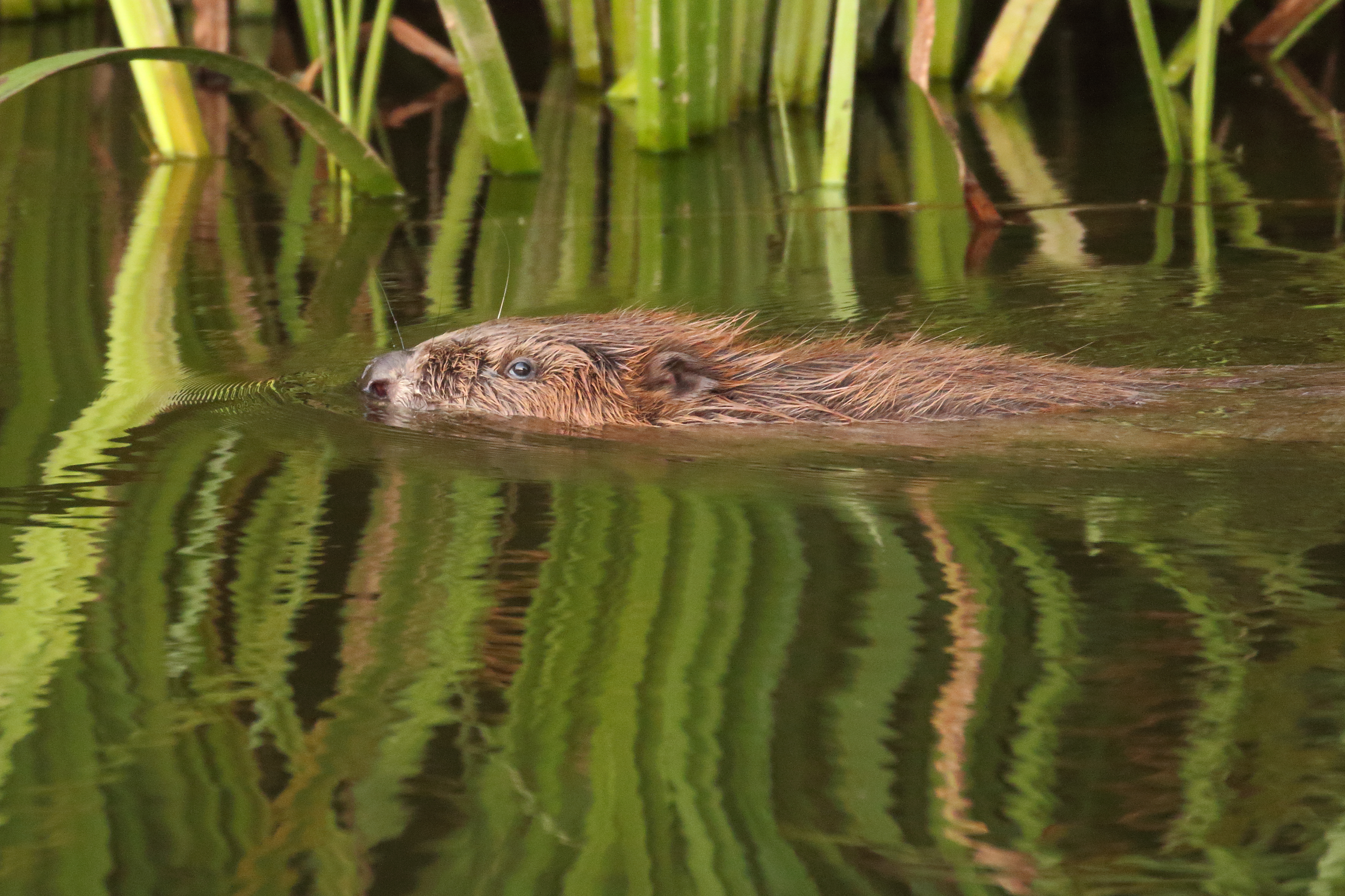 Farmers have concerns about the impact of beavers on the landscape (Michael Symes/Devon Wildlife Trust/PA)