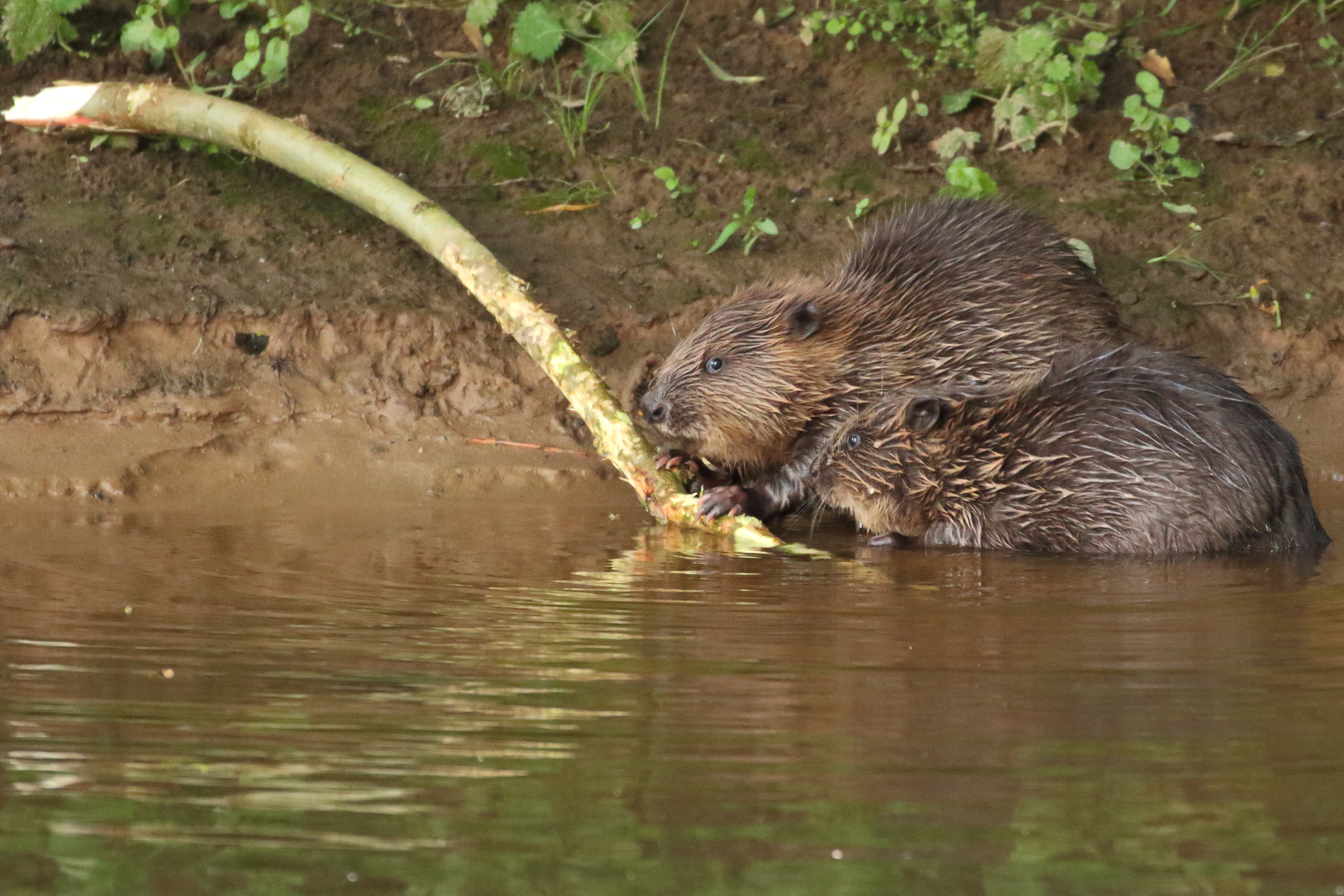 The wild-living beavers have boosted local tourism (Michael Symes/Devon Wildlife Trust/PA)