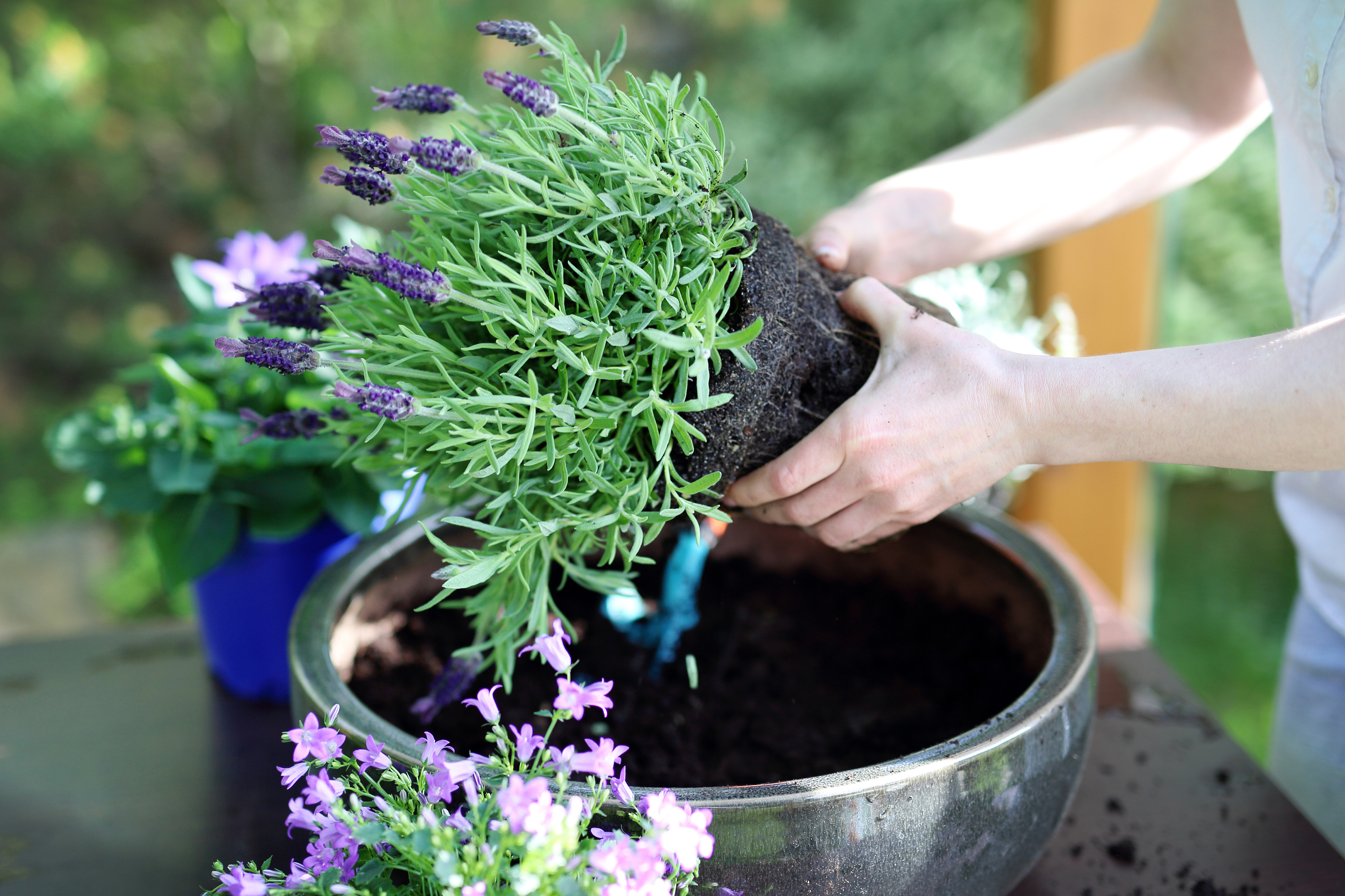 Filling container with lavender (iStock/PA)