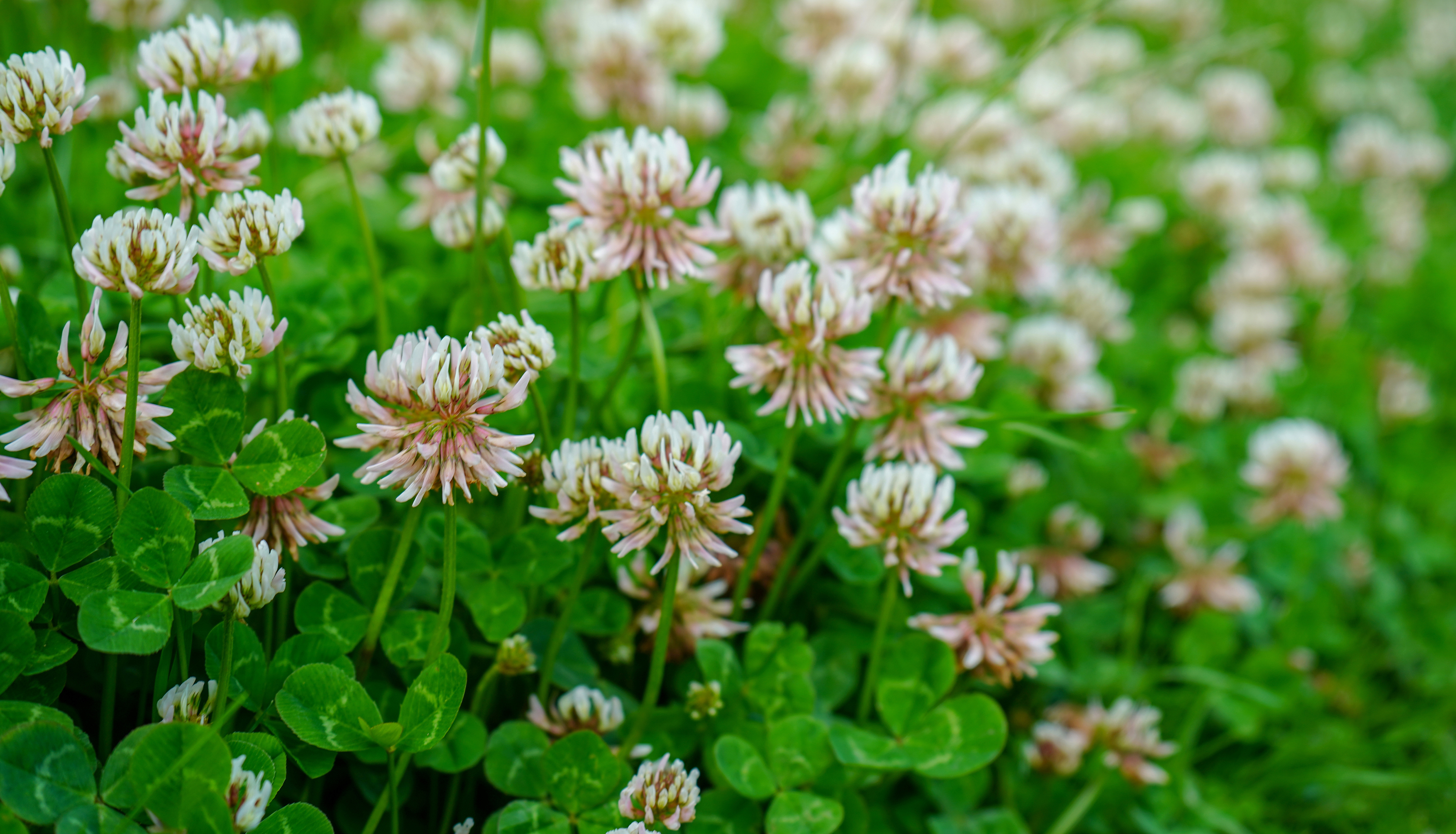 Clover lawn (iStock/PA)